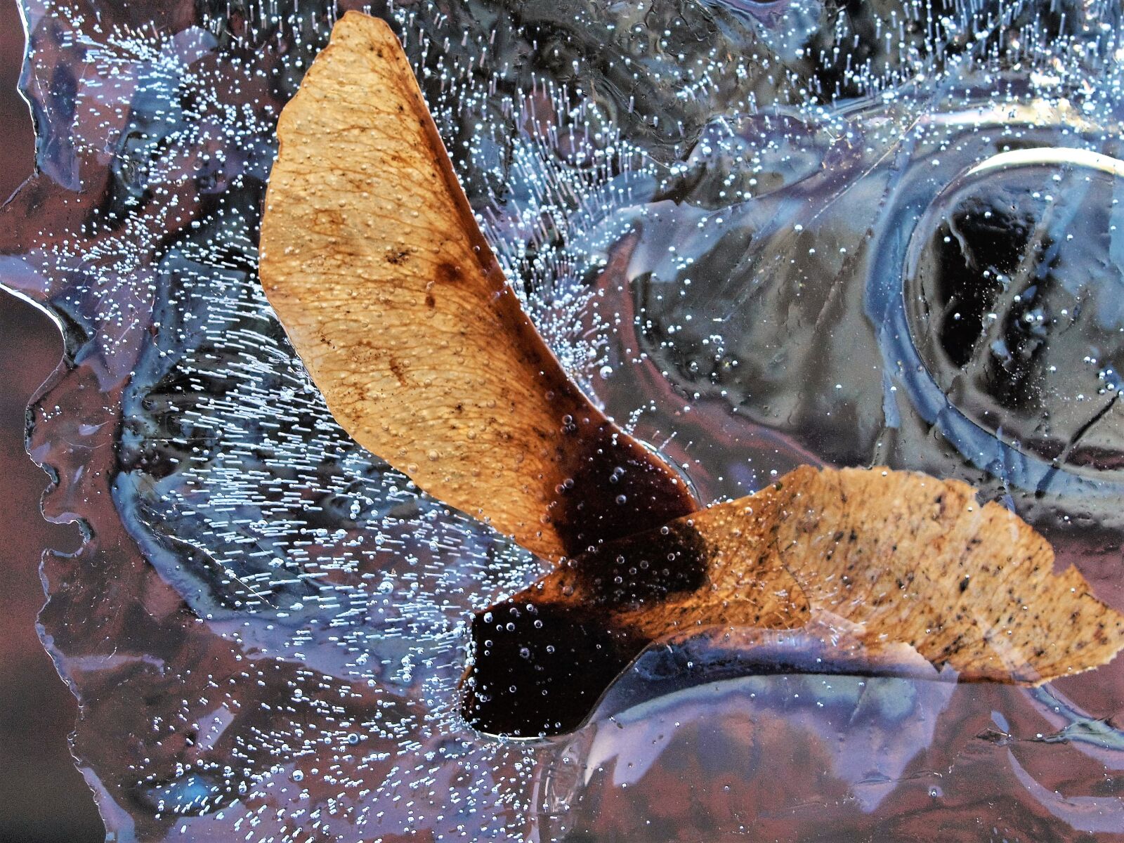 Olympus E-520 (EVOLT E-520) sample photo. Sycamore, seeds, ice photography
