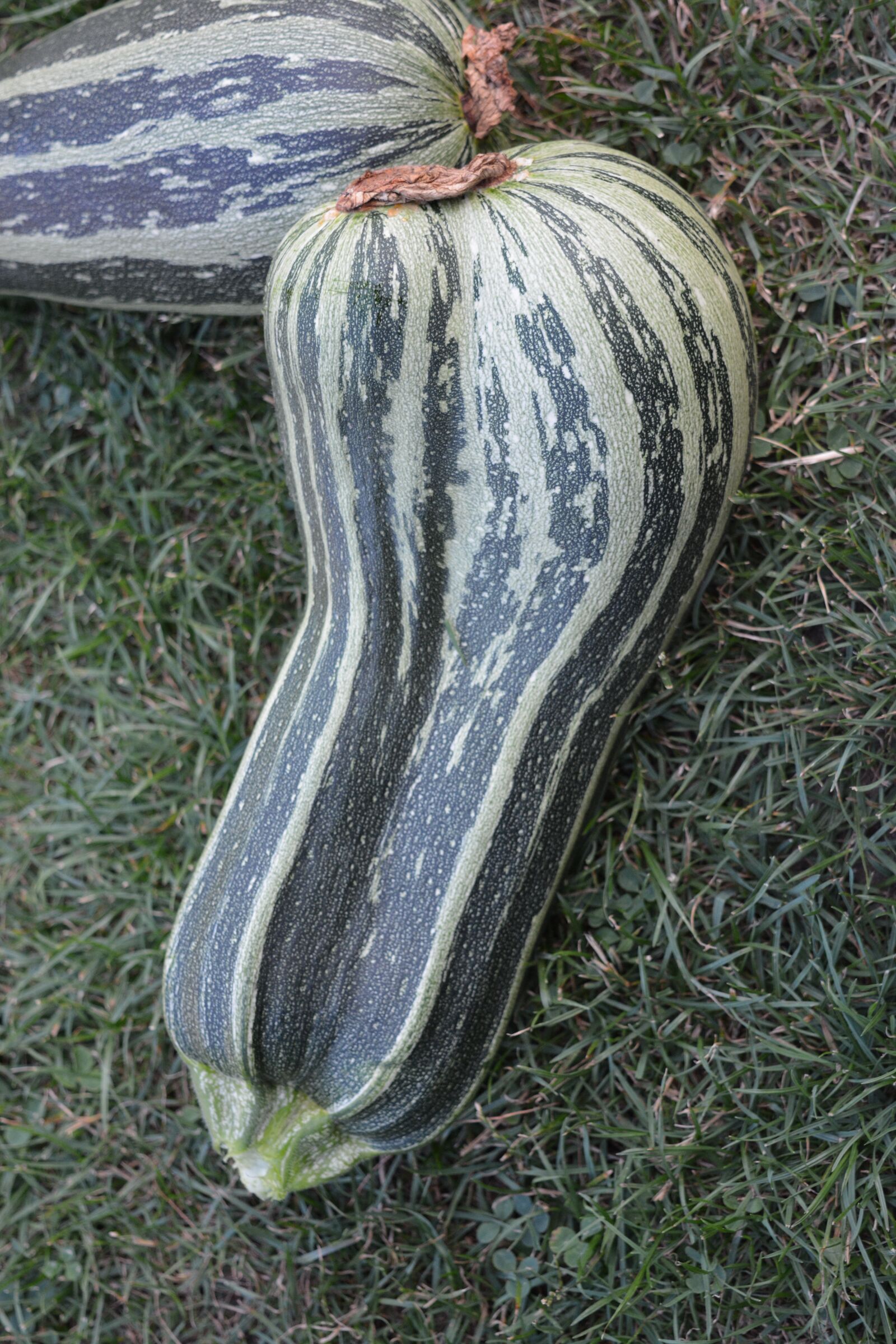 Nikon D5200 sample photo. Garden, vegetables, zucchini photography