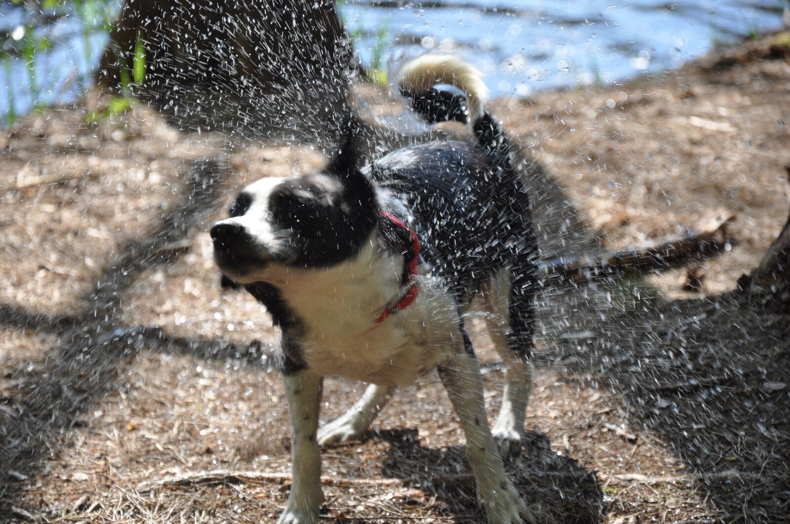 Nikon D90 sample photo. Mixed breed dog, fur photography