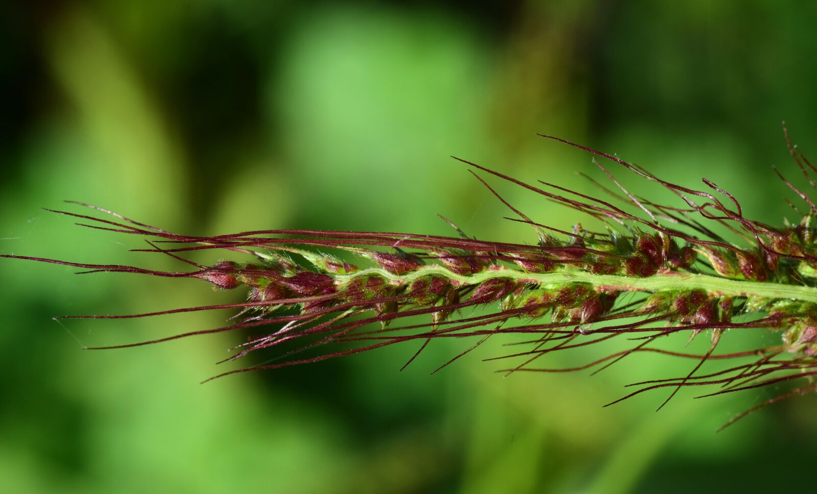 Nikon D3300 sample photo. Grass seed, grass, close photography