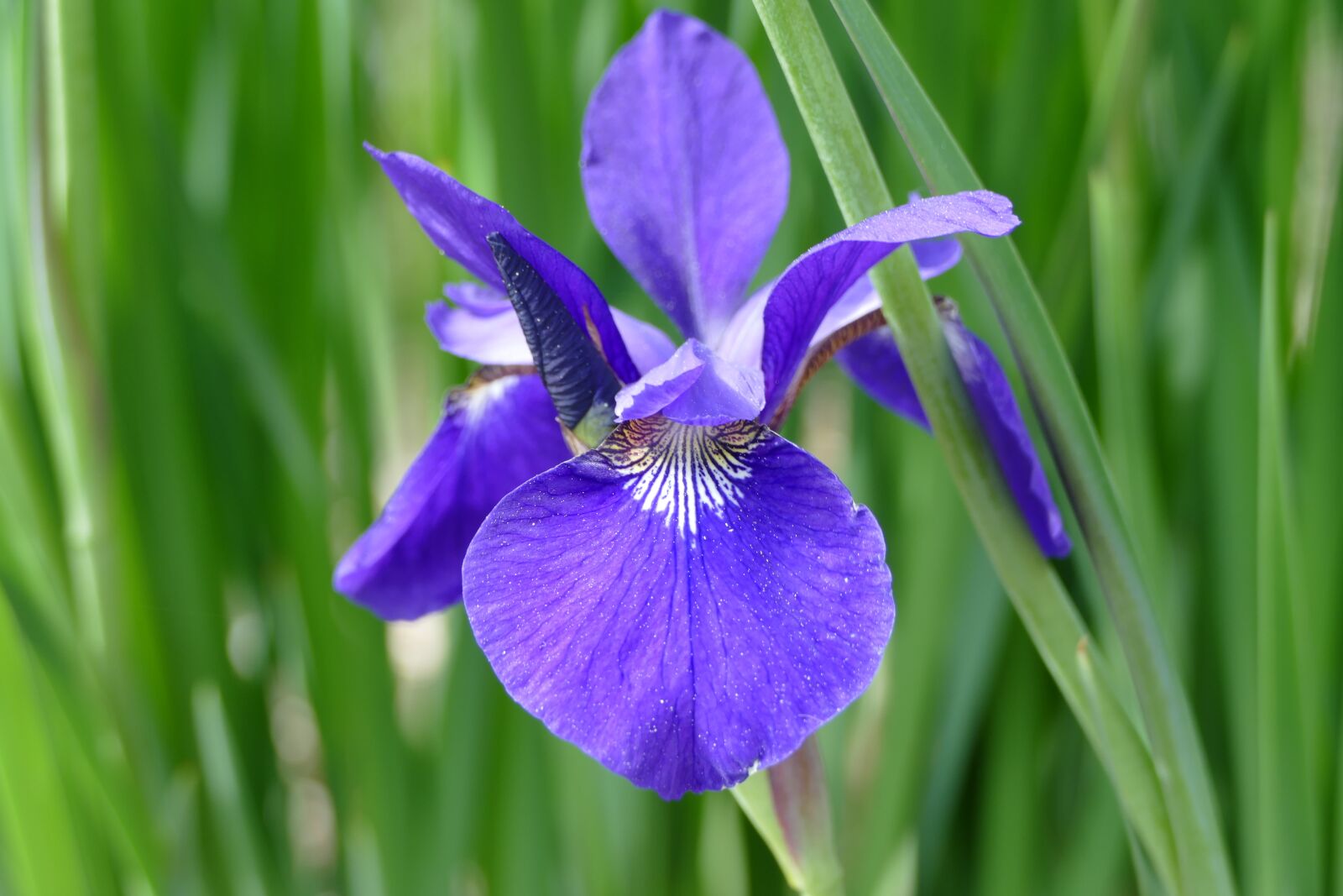Panasonic Lumix DMC-FZ1000 sample photo. Flower, iris, bloom photography