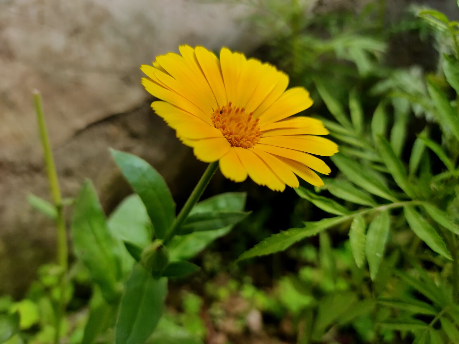 Realme 5 PRO sample photo. Yellow, garden, sunday photography