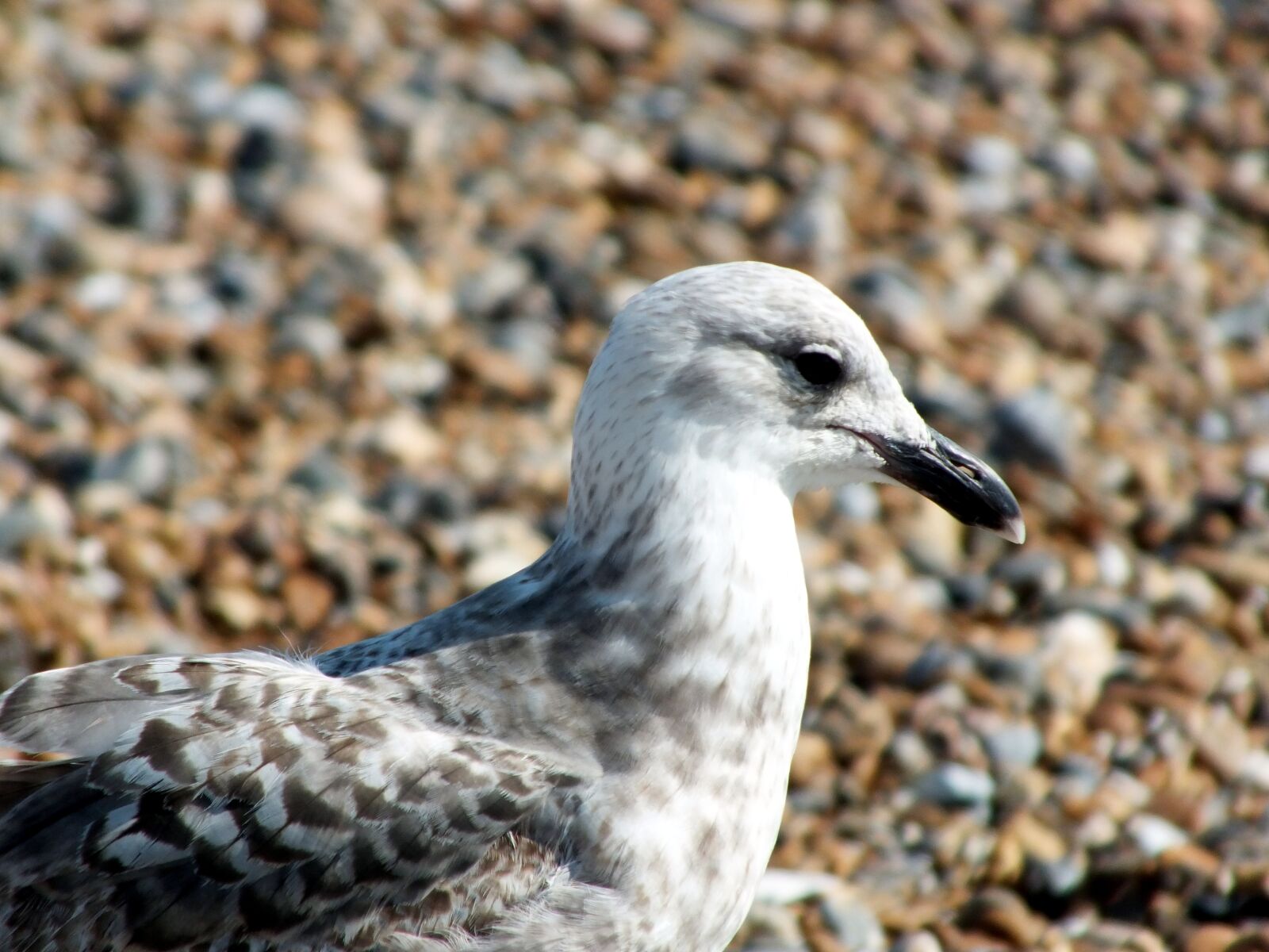 Fujifilm FinePix HS30EXR sample photo. Möve, sea, nature photography