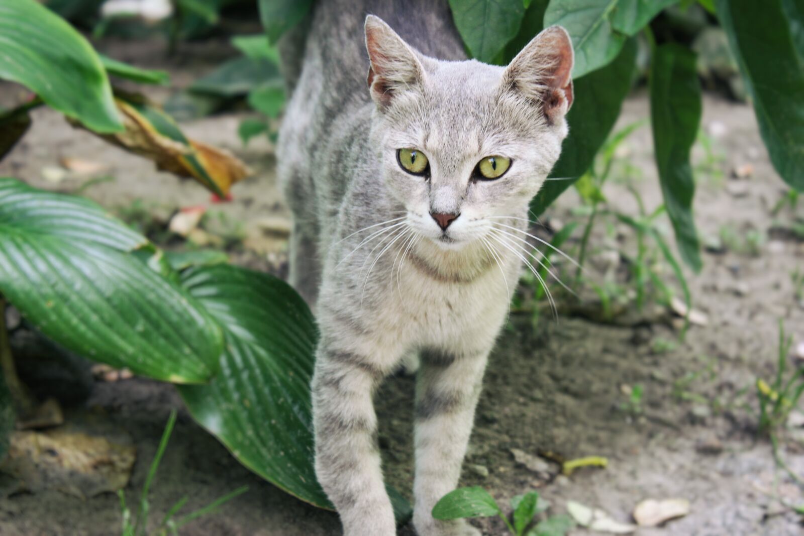Canon EOS 600D (Rebel EOS T3i / EOS Kiss X5) sample photo. Cat, nature, animal photography