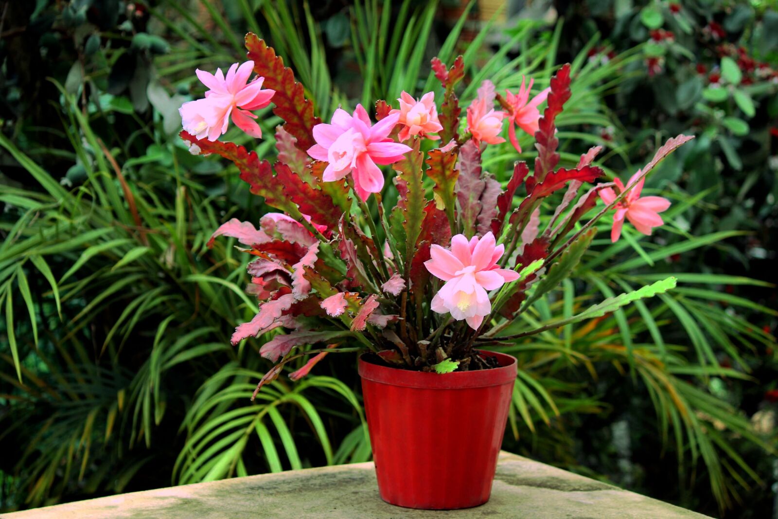 Canon EOS 550D (EOS Rebel T2i / EOS Kiss X4) sample photo. Cactus, flowered, bloom photography