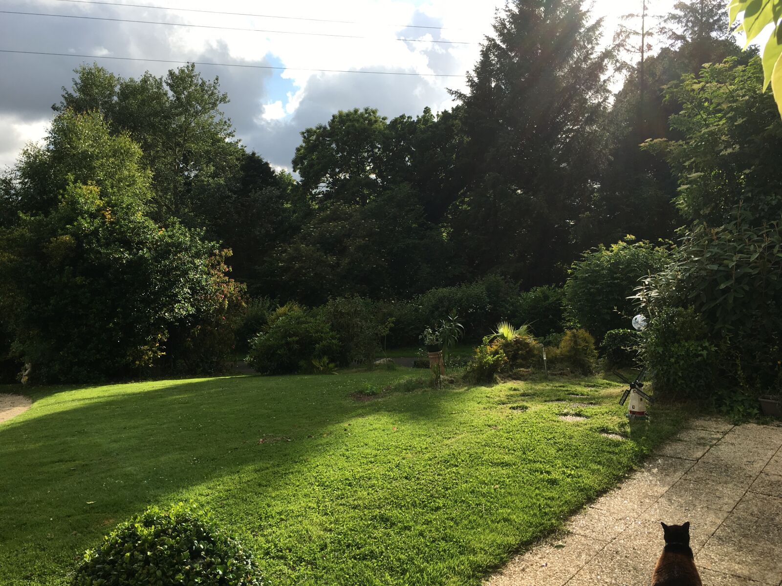 iPhone 6s Plus back camera 4.15mm f/2.2 sample photo. Sky, weed, landscape photography