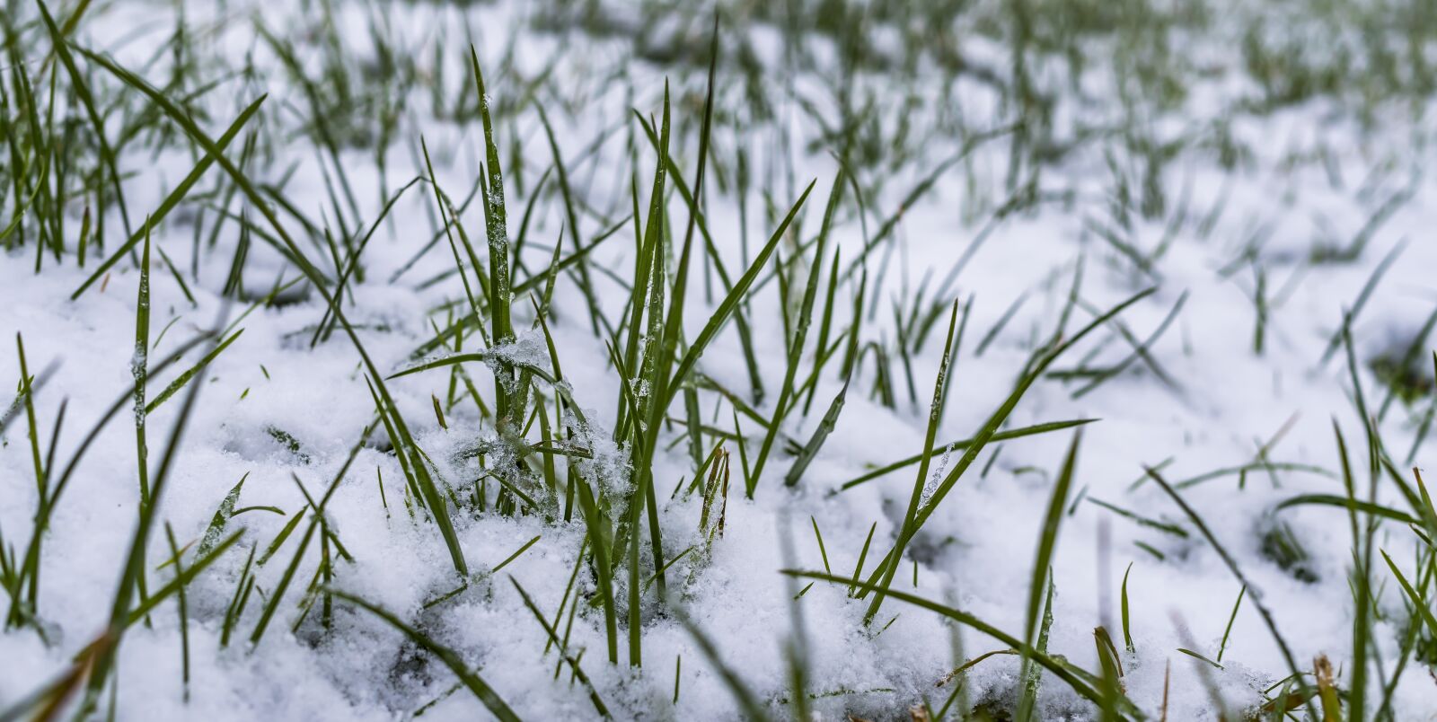 Sony a6300 sample photo. Grass, winter, snow photography