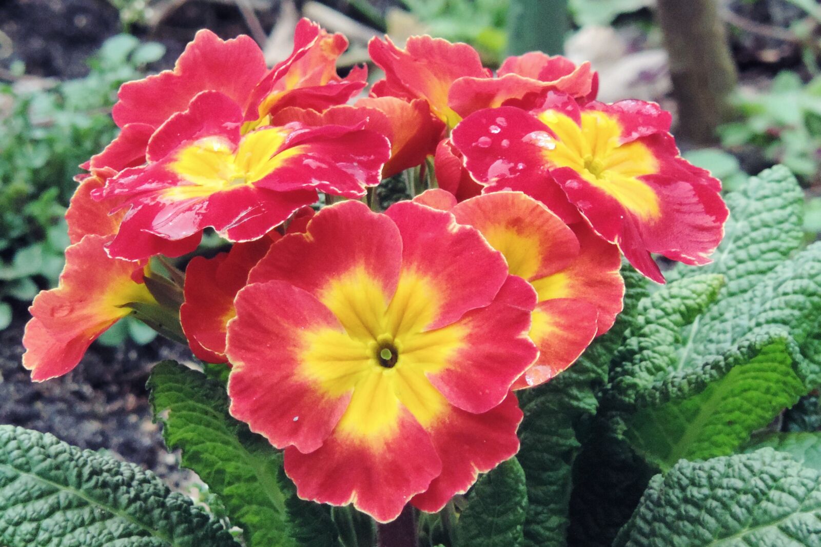 Nikon Coolpix P520 sample photo. Primrose, red yellow, spring photography