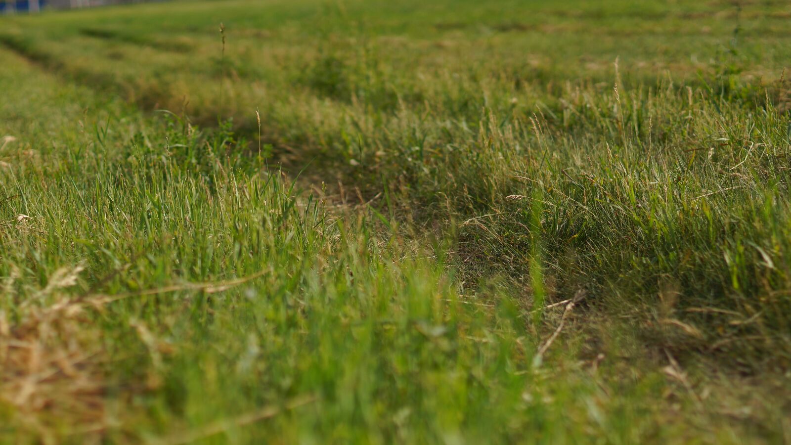 Sony SLT-A65 (SLT-A65V) + Minolta AF 50mm F1.4 [New] sample photo. Field, grass, nature photography