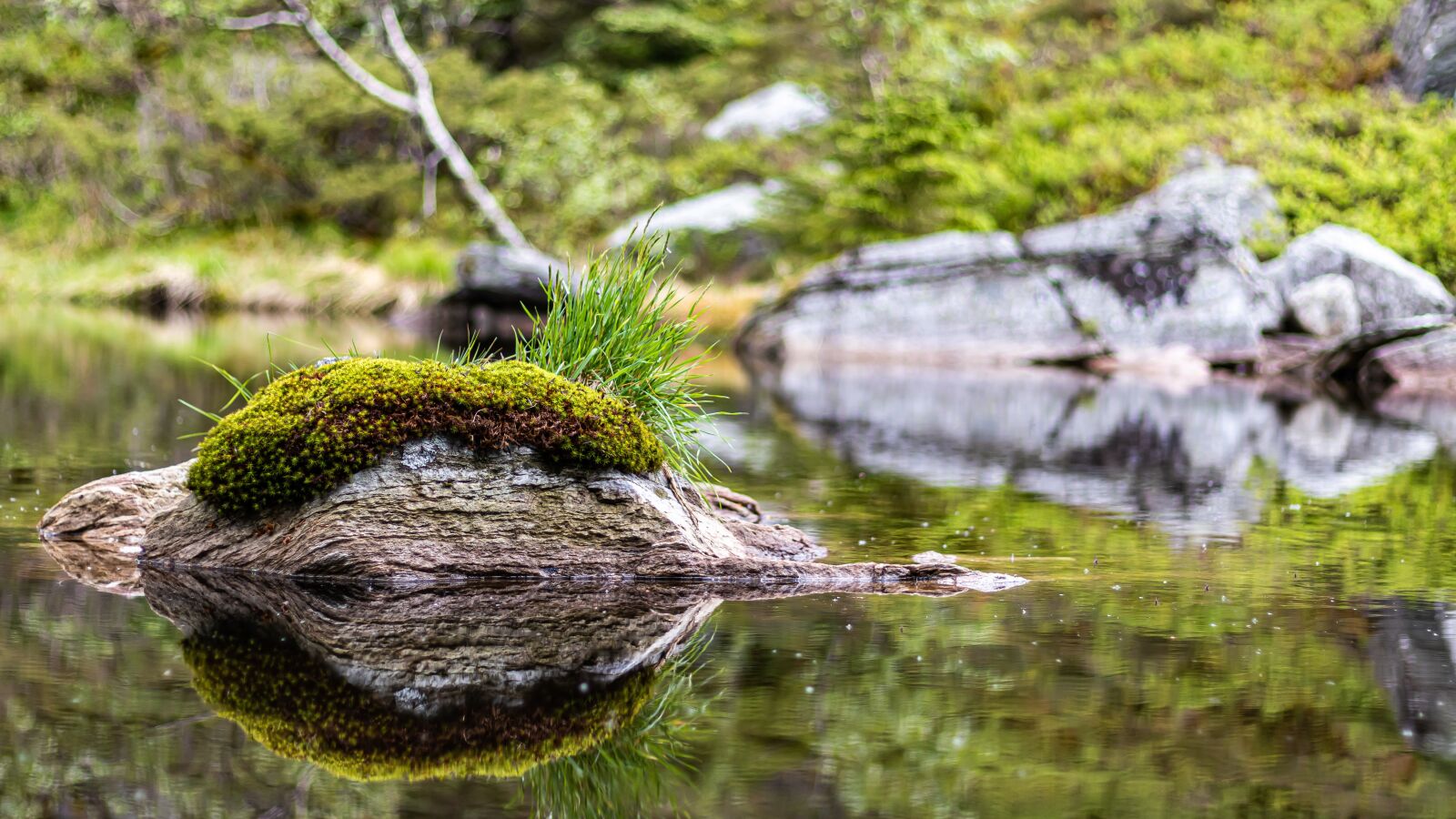 Canon EOS 80D + Canon EF 50mm F1.8 STM sample photo. Stone, water, reflection photography