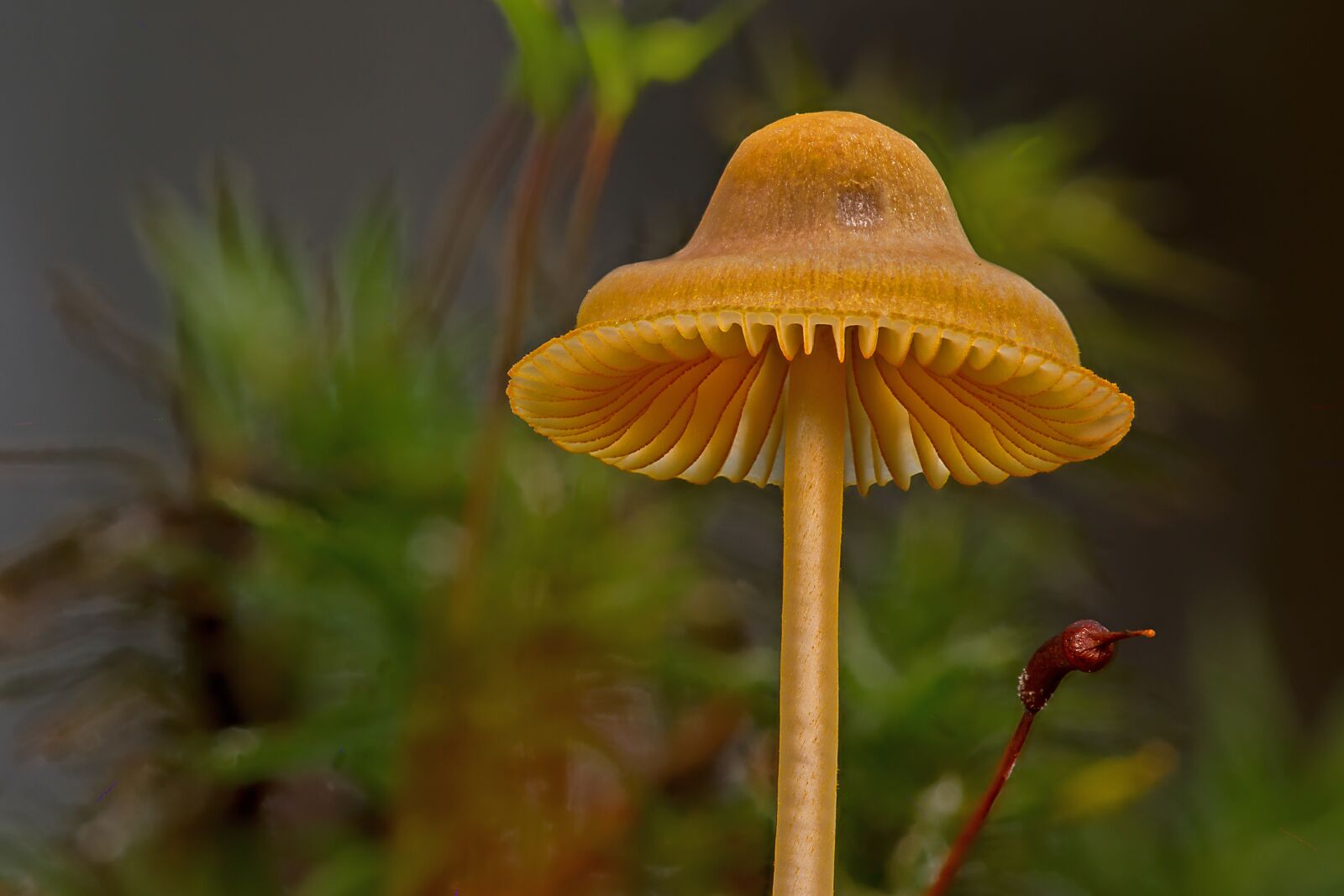 Canon EOS 7D sample photo. Mushroom, lamellar, mushroom hat photography