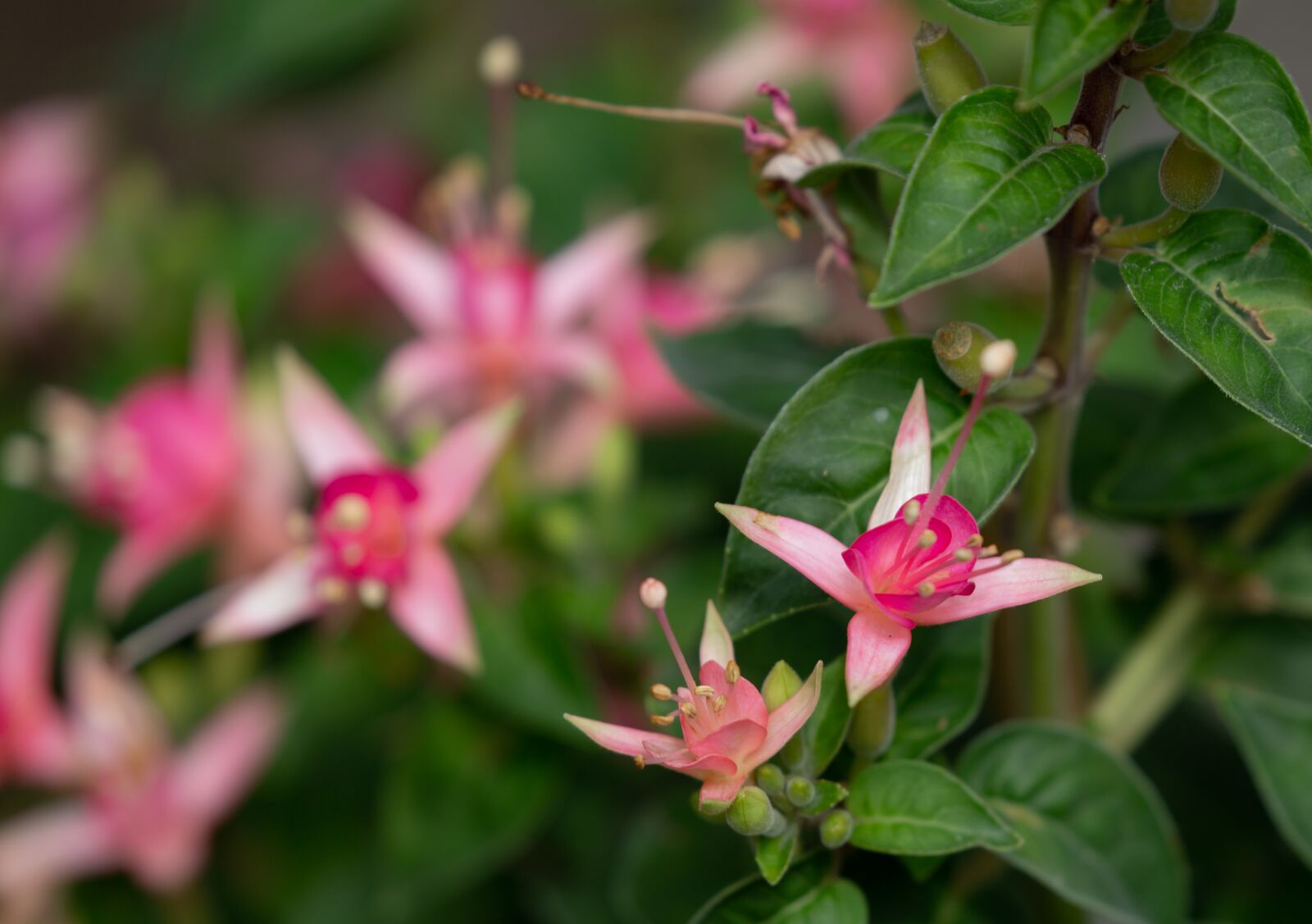 Canon EOS 5D Mark III sample photo. Fuchsia flower, fuchsia, garden photography