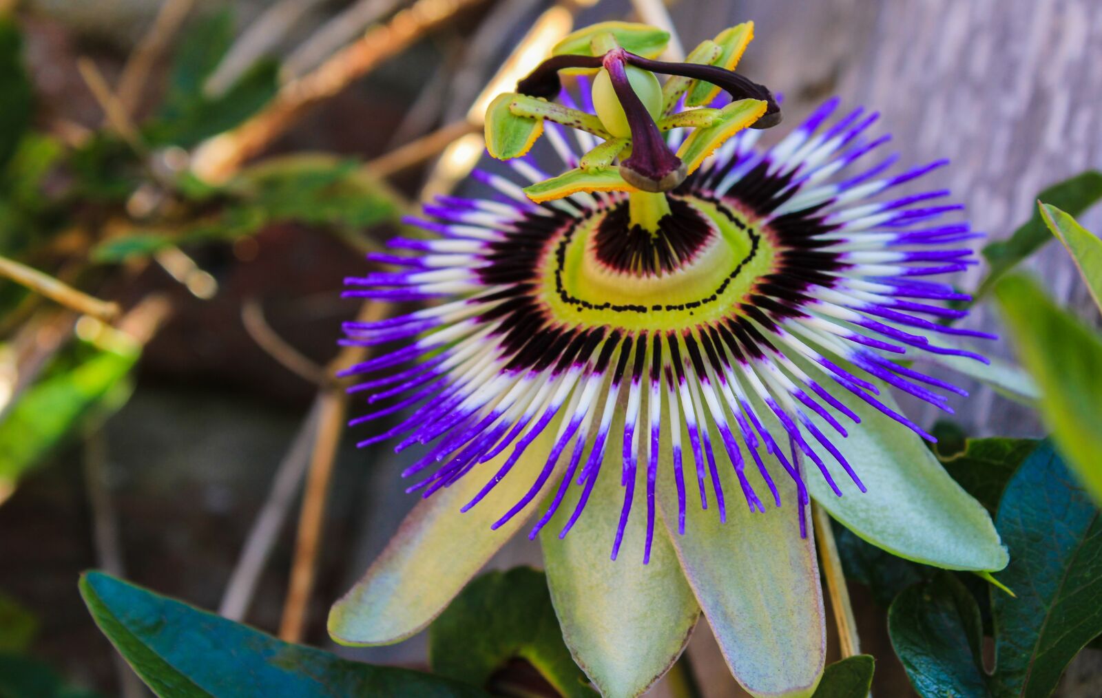 Canon EOS 2000D (EOS Rebel T7 / EOS Kiss X90 / EOS 1500D) sample photo. Flower, passion flower, feeling photography