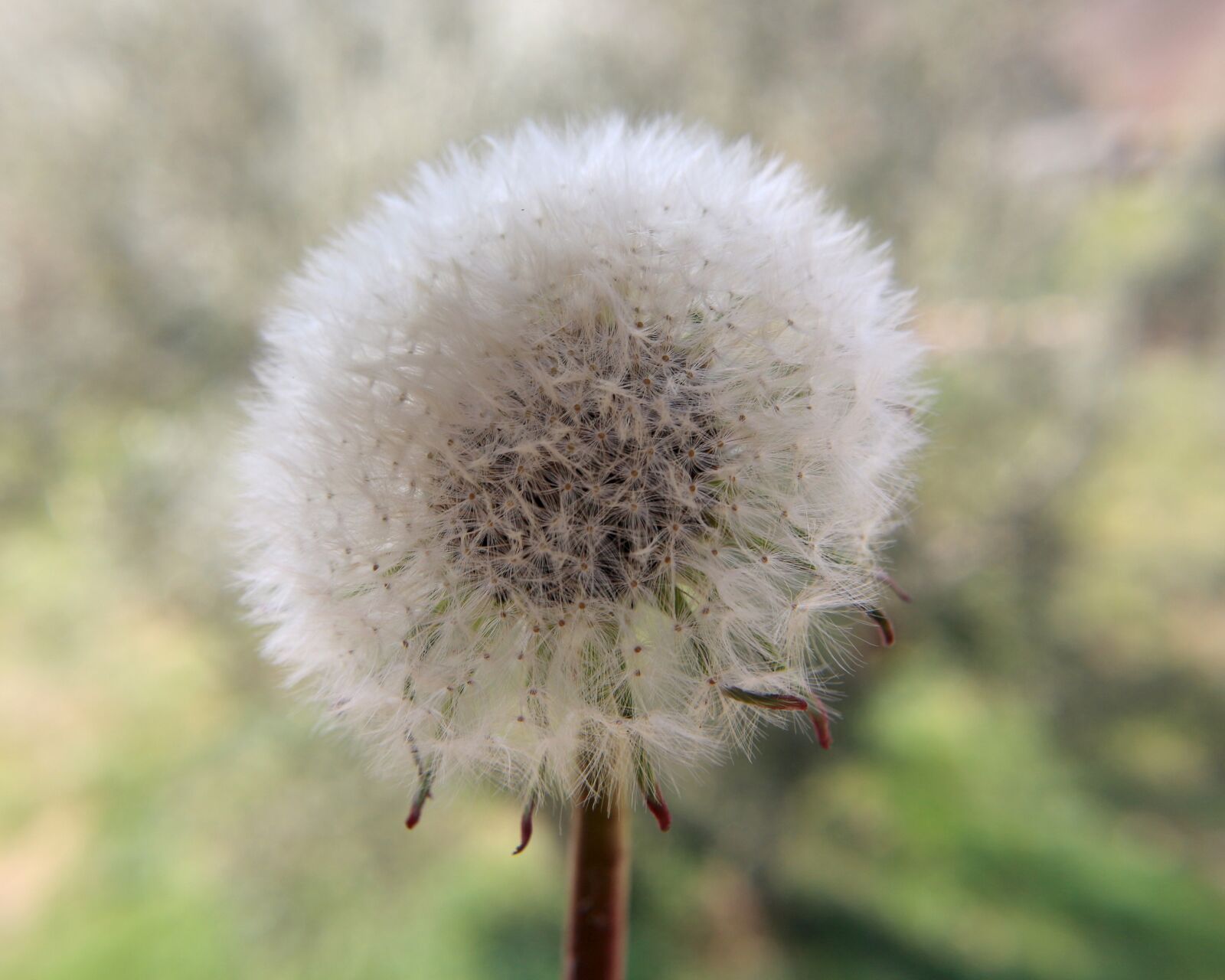 Canon EOS 700D (EOS Rebel T5i / EOS Kiss X7i) sample photo. Dandelion, make a wish photography