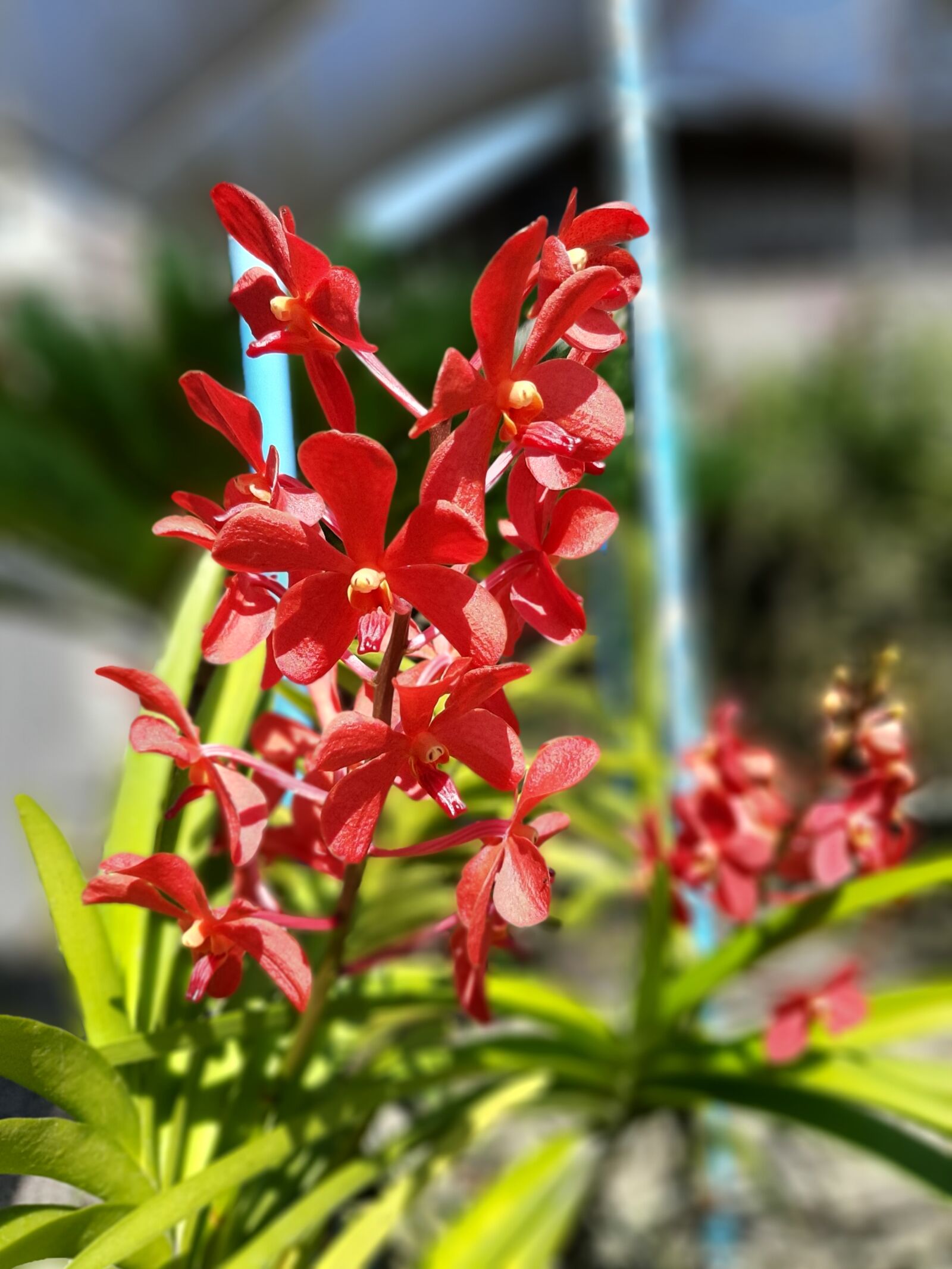 Samsung Galaxy A50 sample photo. Orchids, flower, beauty photography