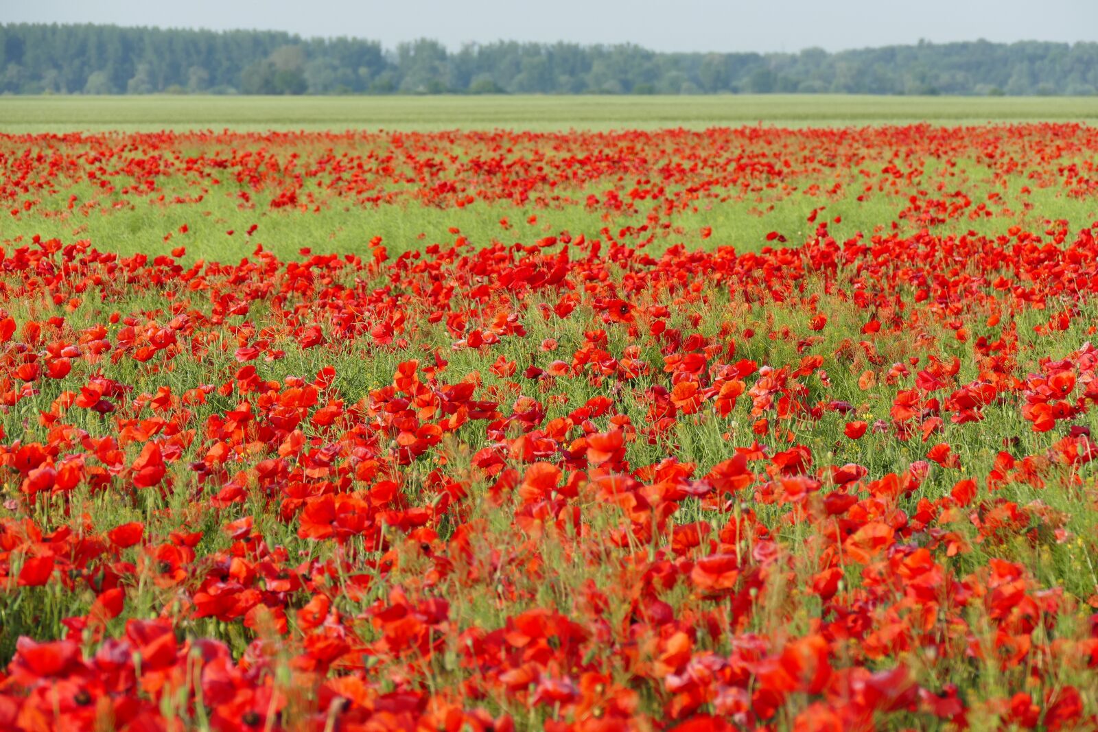 Panasonic Lumix DMC-FZ1000 sample photo. Poppies, field of poppies photography