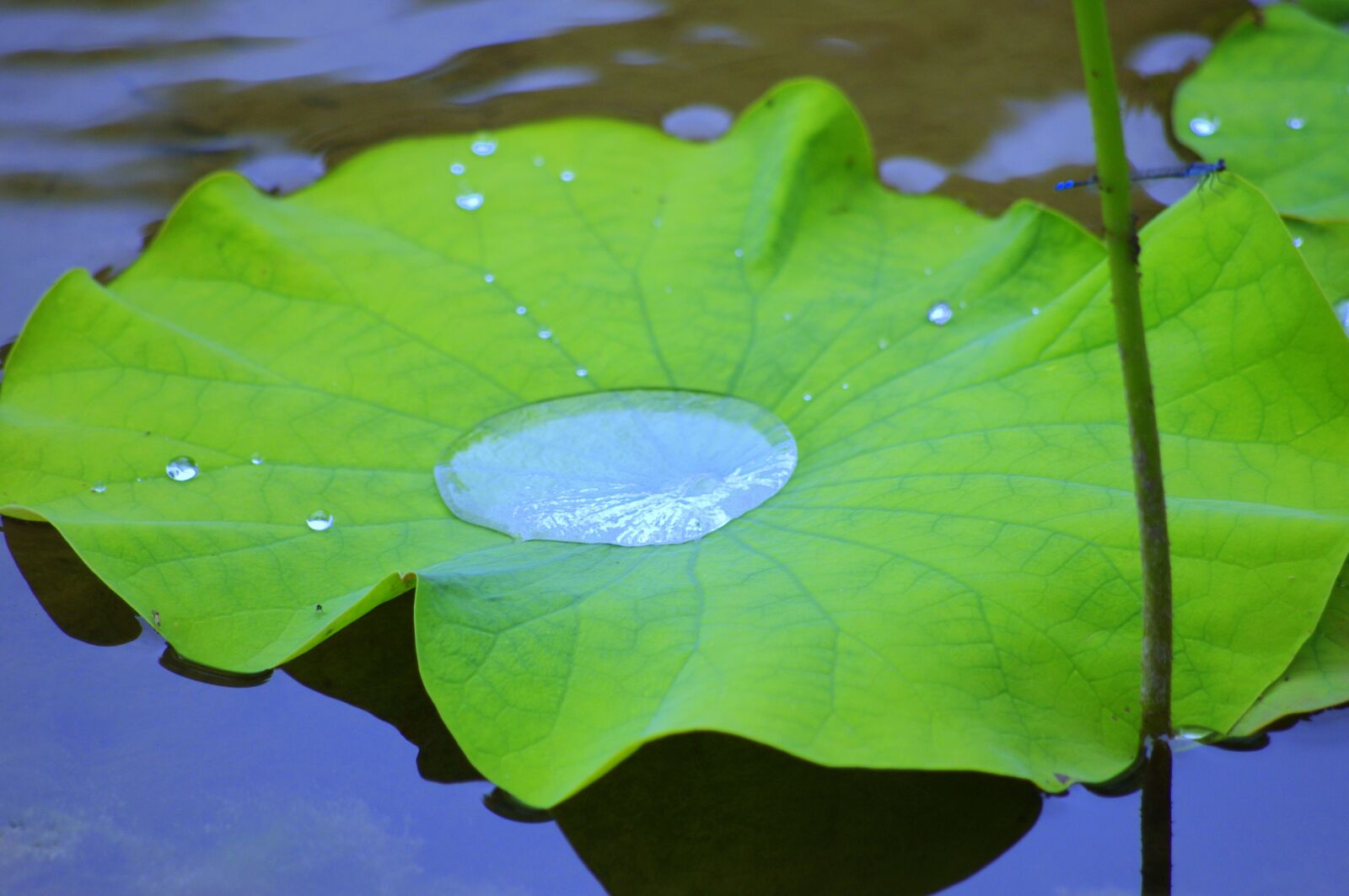 Pentax K-x sample photo. Lotus, water, nirvana photography