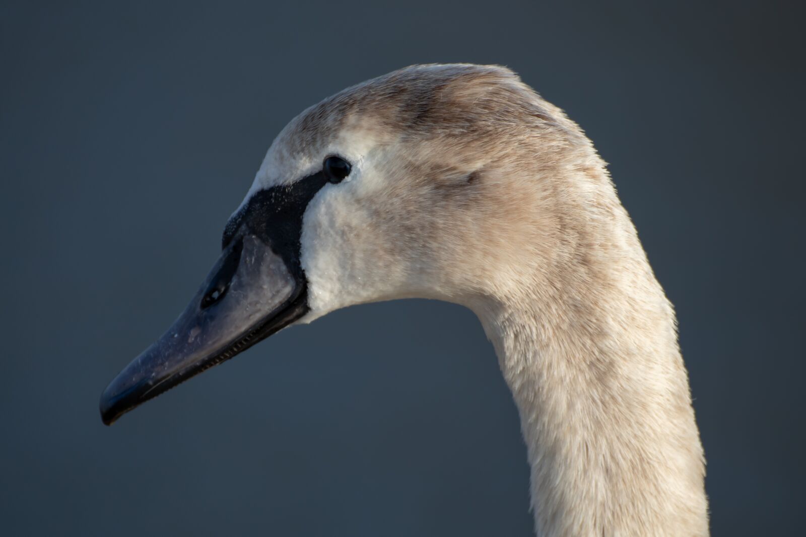 Canon EOS 200D (EOS Rebel SL2 / EOS Kiss X9) sample photo. Swan, young swan, head photography