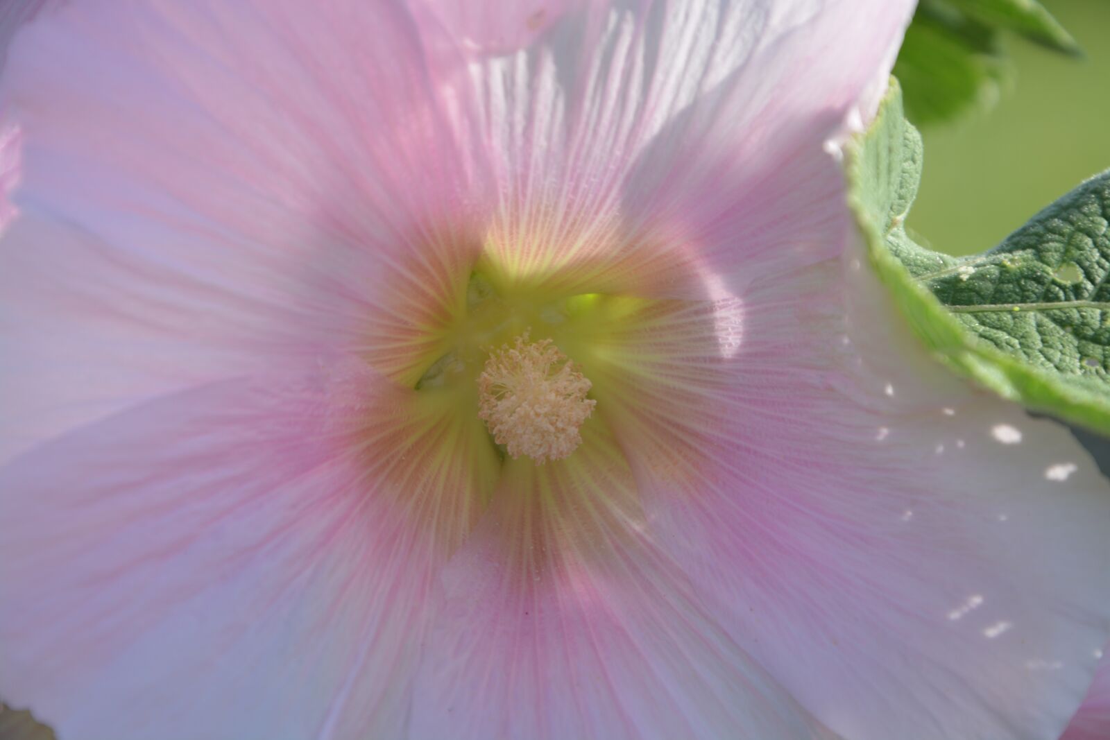 Nikon D5200 sample photo. Pink flower, garden, nature photography