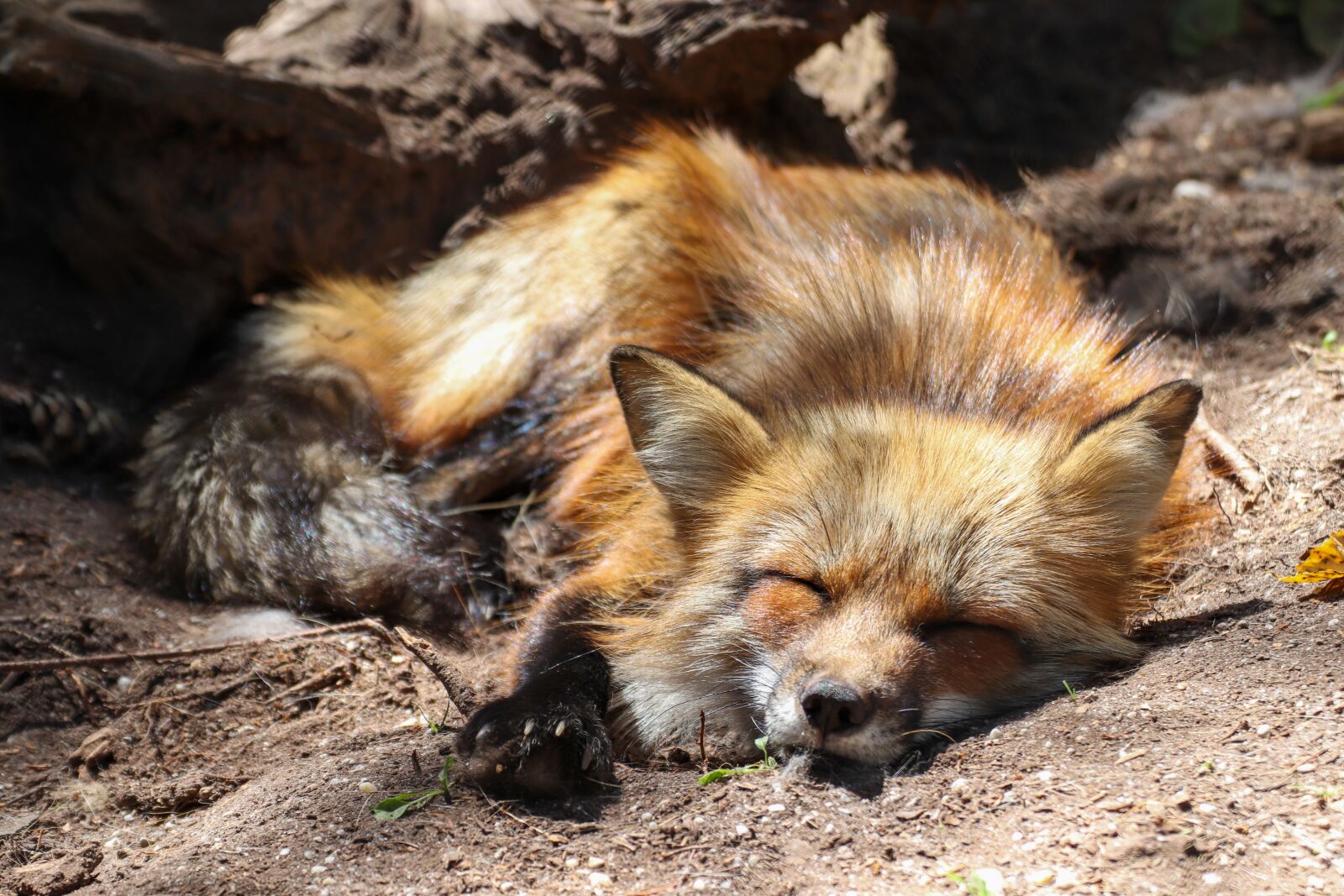 Canon EOS 800D (EOS Rebel T7i / EOS Kiss X9i) sample photo. Fuchs, animal, tired photography