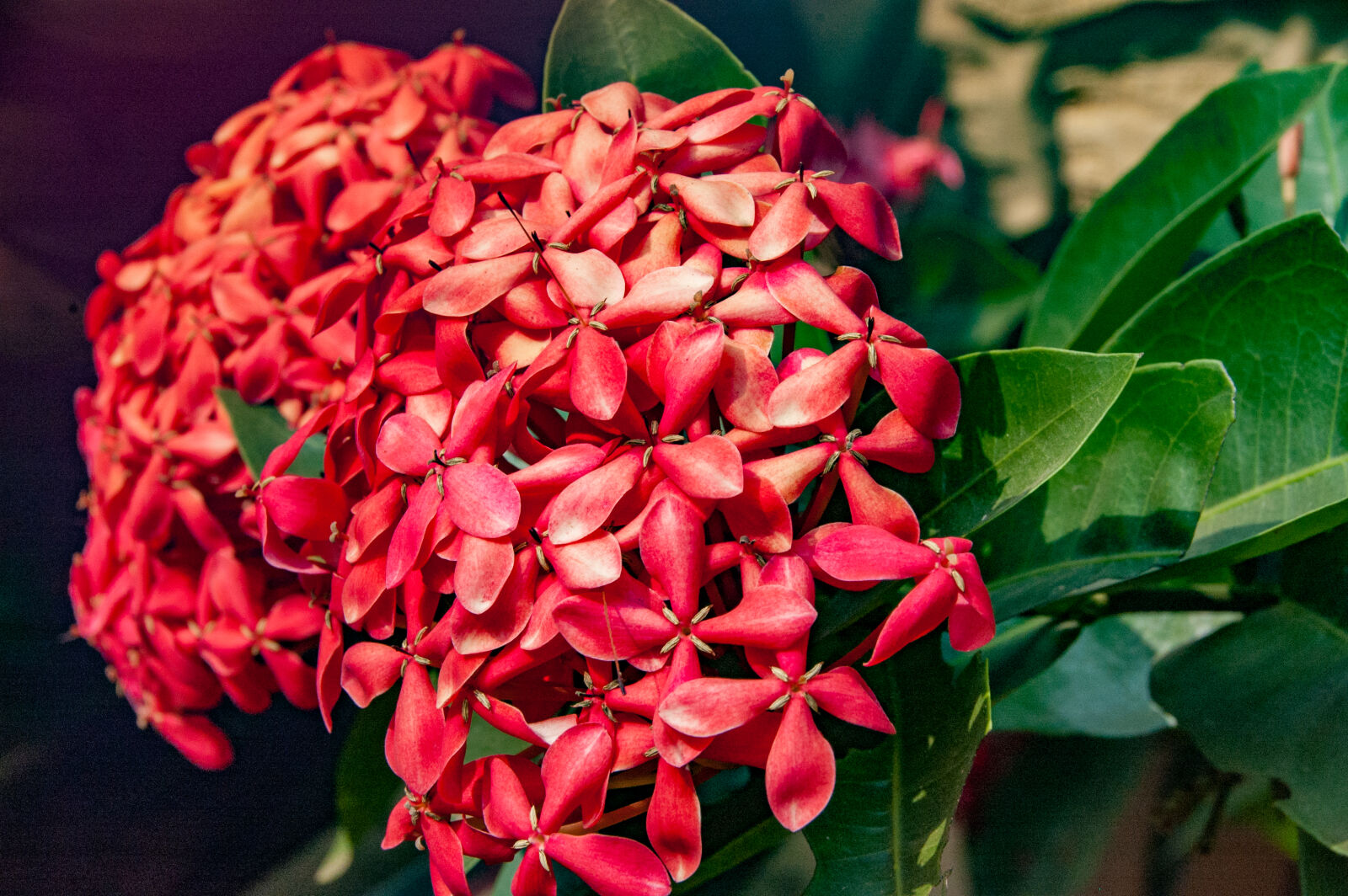 Nikon D70 + Tamron AF 18-200mm F3.5-6.3 XR Di II LD Aspherical (IF) Macro sample photo. Beautiful, flowers, flower, red photography