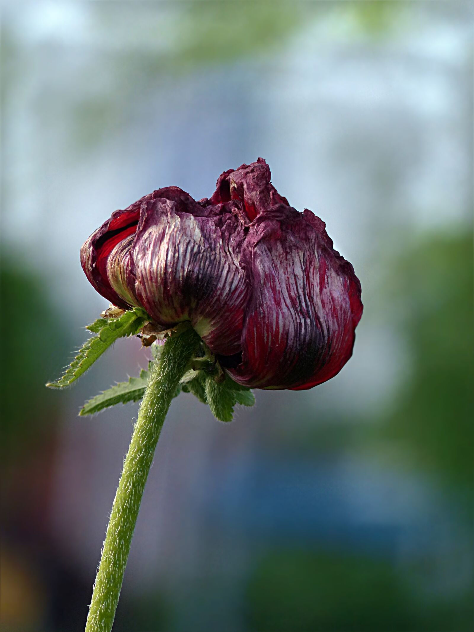 Panasonic Lumix DMC-FZ200 sample photo. Plant, flower, poppy photography