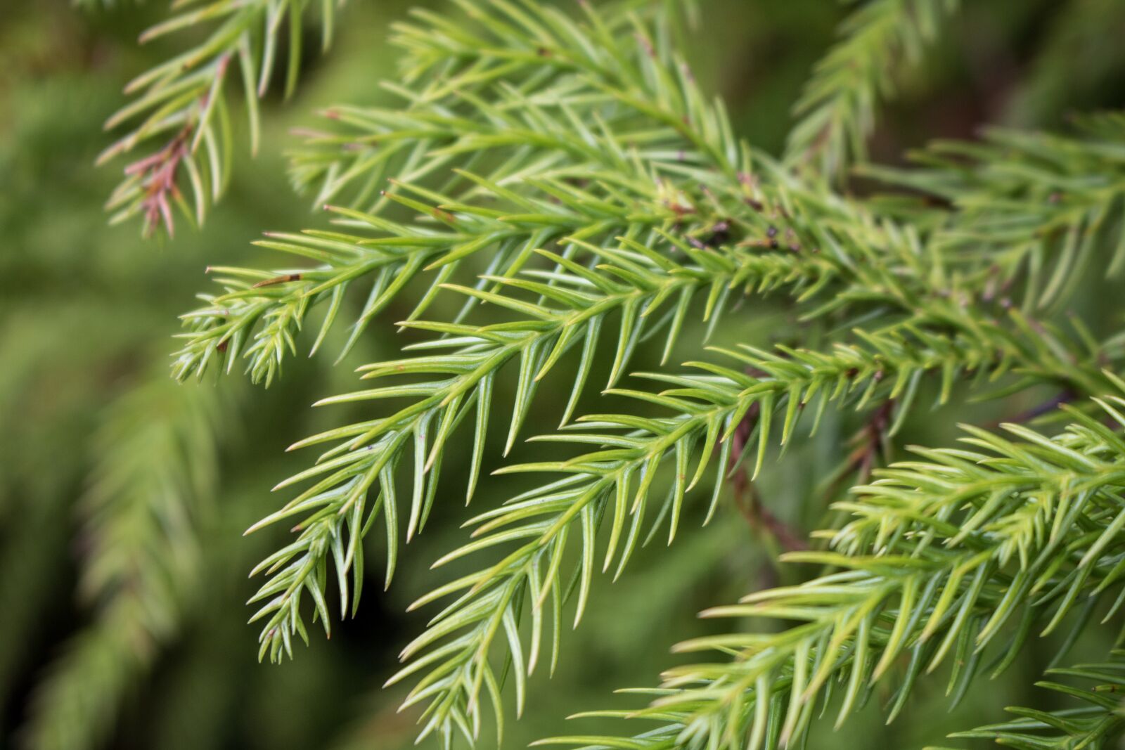 Canon EOS 750D (EOS Rebel T6i / EOS Kiss X8i) sample photo. Nature, tree, forest photography