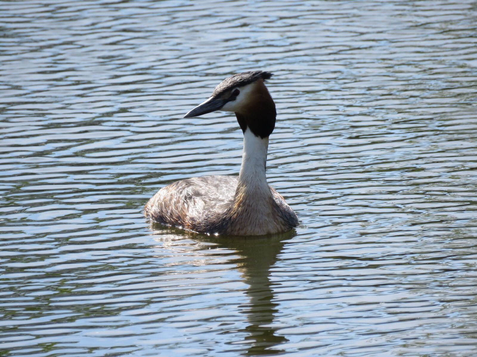 Canon PowerShot SX60 HS sample photo. Grebe, water, port photography