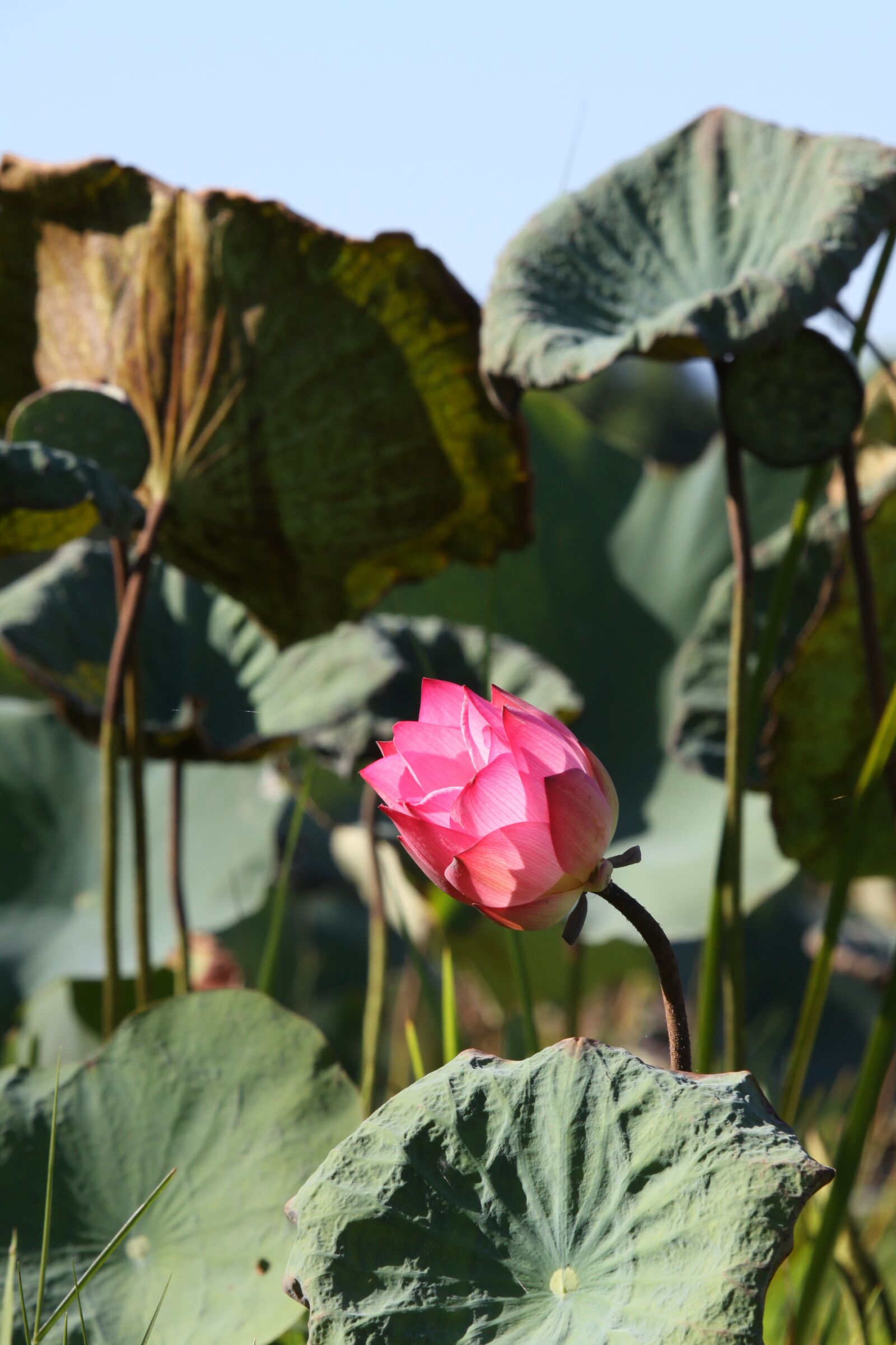 Canon EOS 50D sample photo. Pink lotus, lotus, flower photography