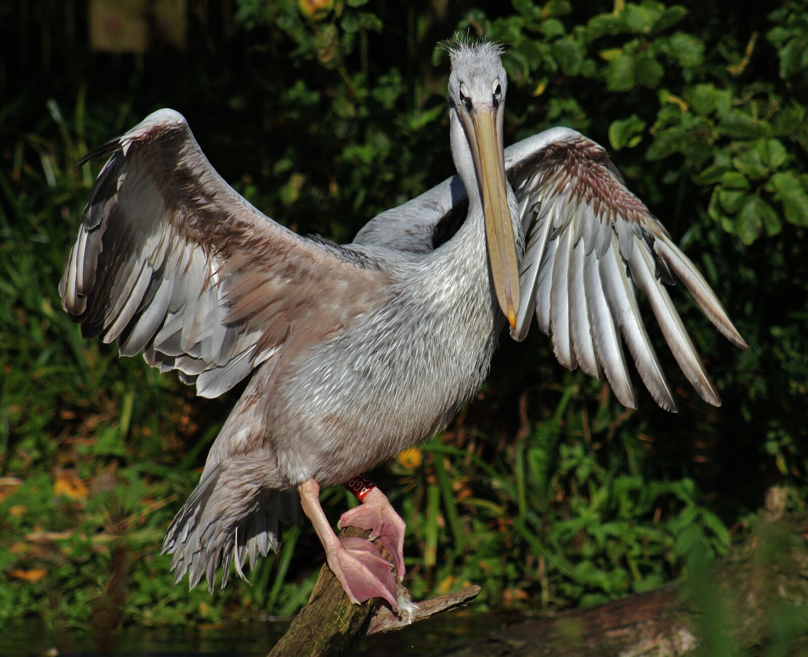 Canon EF 75-300mm f/4-5.6 sample photo. Pelican, stretch, bird photography