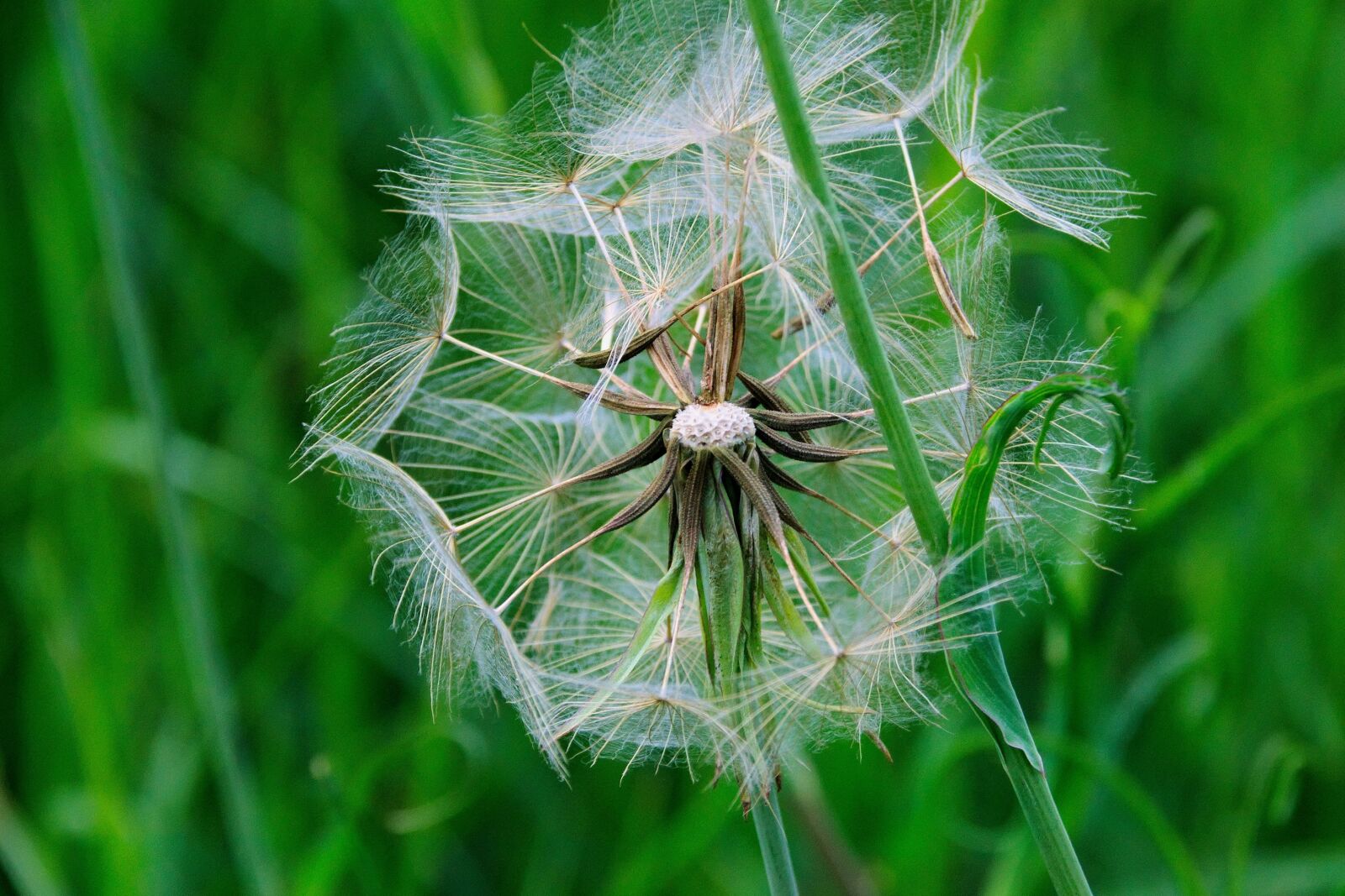 Nikon D3300 sample photo. Summer, macro, nature photography