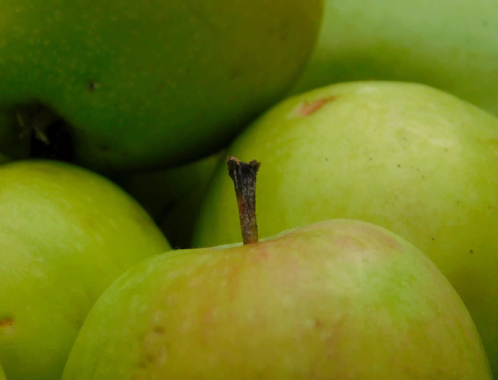 Nikon Coolpix L840 sample photo. Apple, obstfall, fruit photography