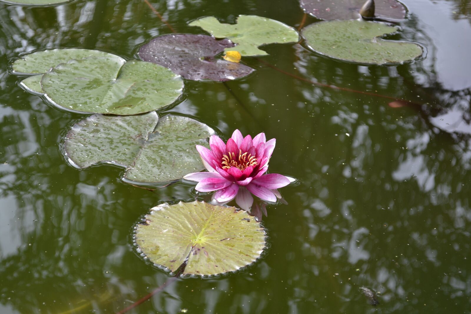 Nikon D3100 sample photo. Lily, flower, lake photography