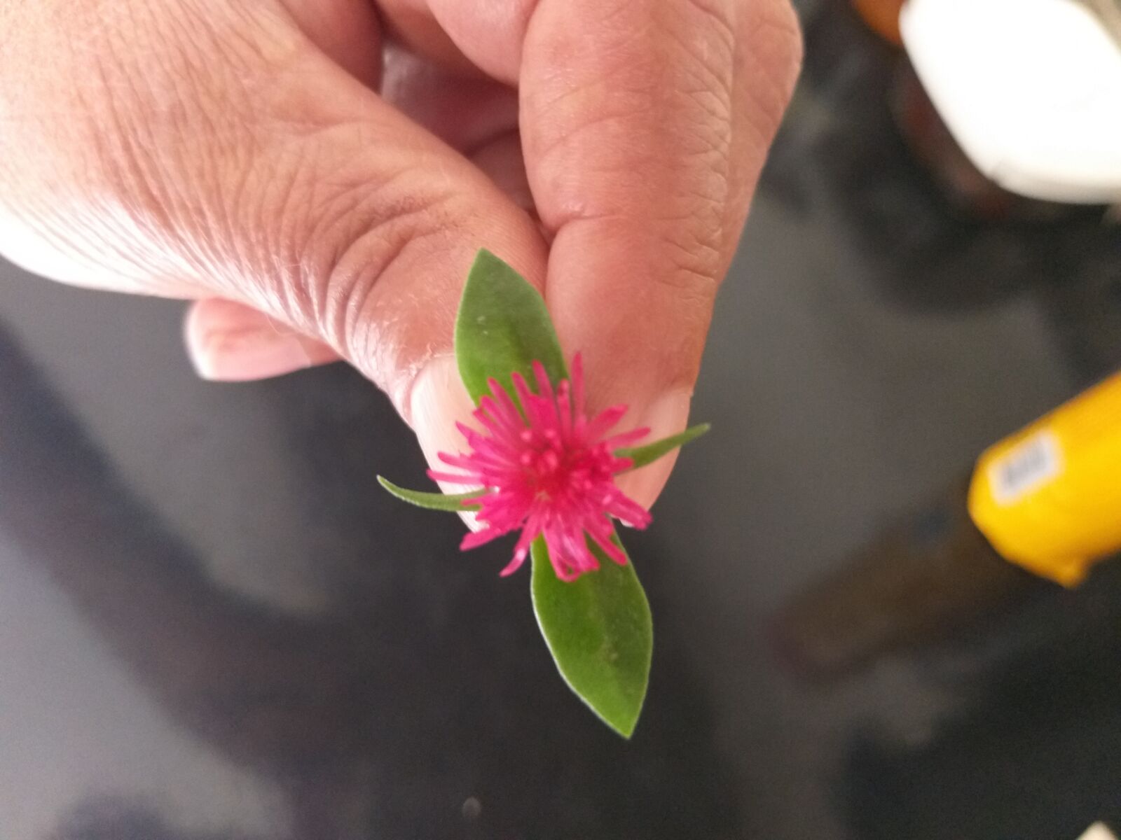 Samsung Galaxy J8 sample photo. Flor, segurando flor, flor photography