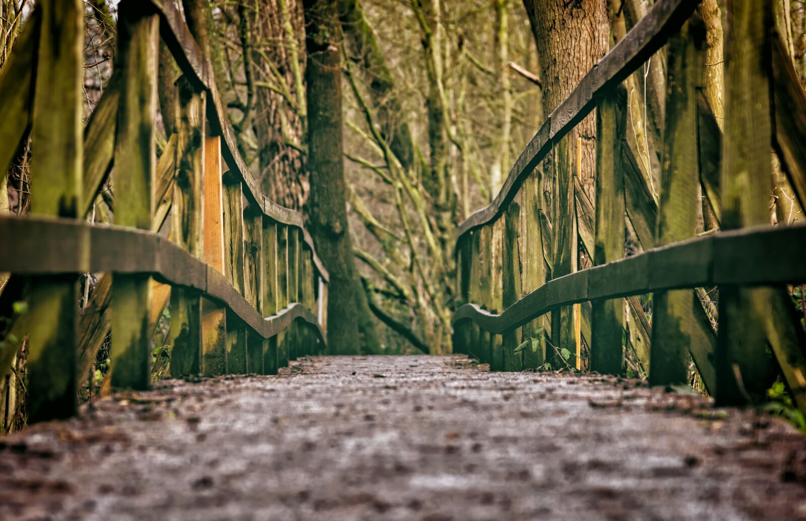 Nikon D3300 sample photo. Bridge, web, wood photography