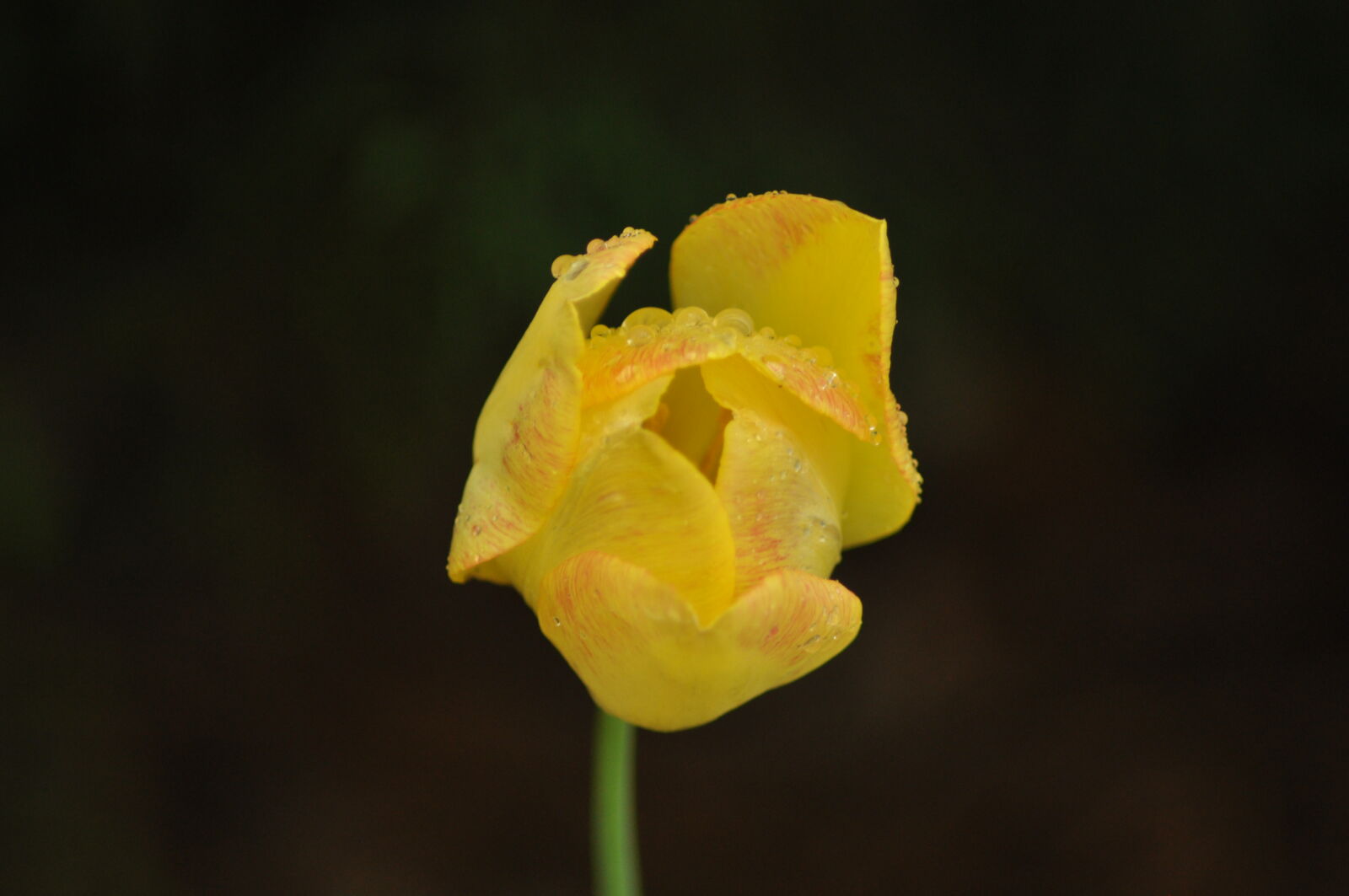 Nikon D90 sample photo