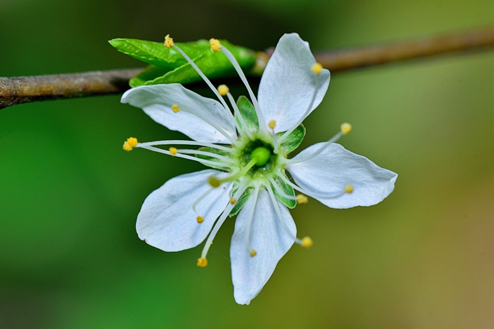 Nikon D5300 sample photo. Nature, flower, macro photography