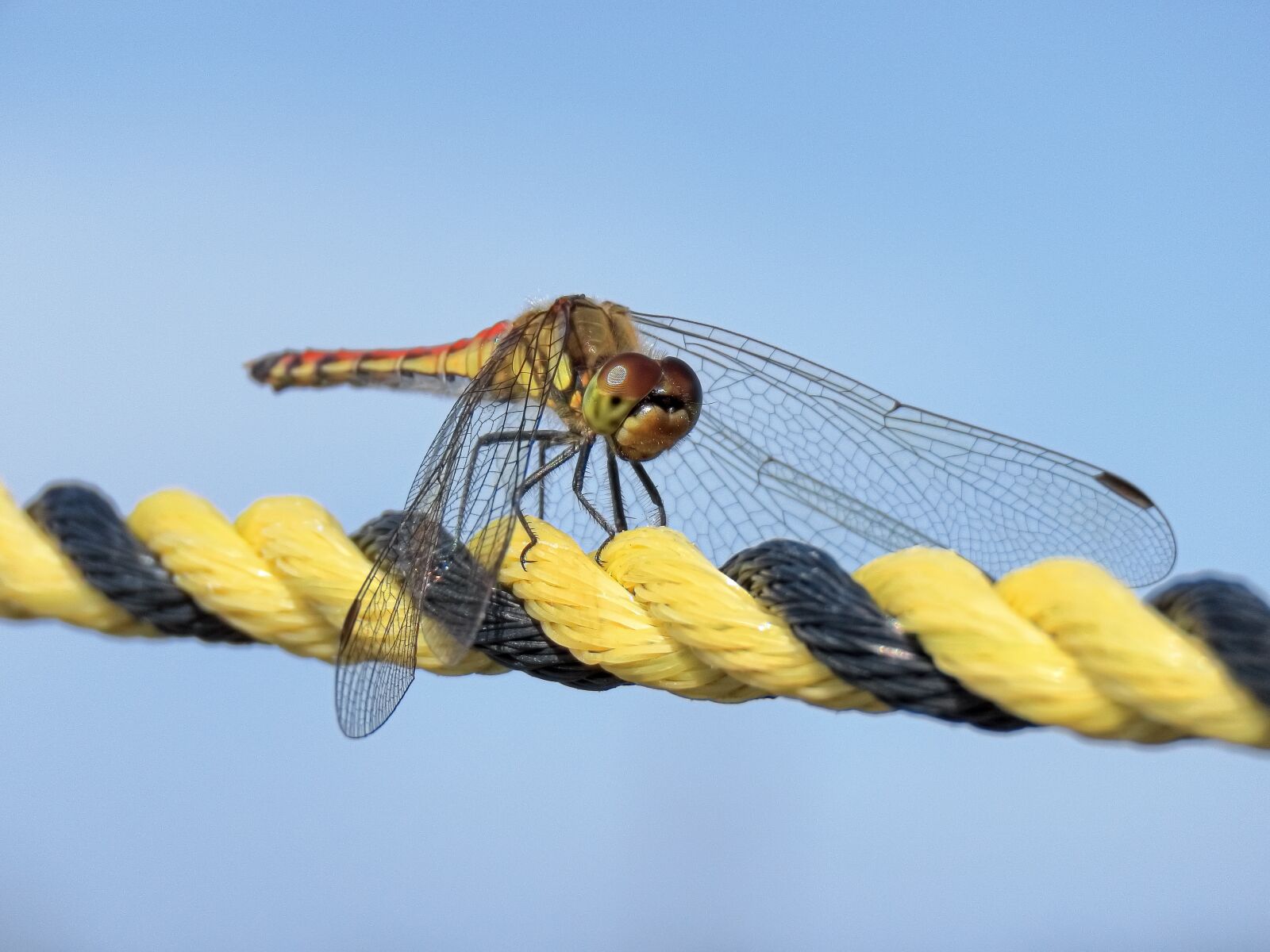 Canon PowerShot SX70 HS sample photo. Insect, sky, dragonfly photography