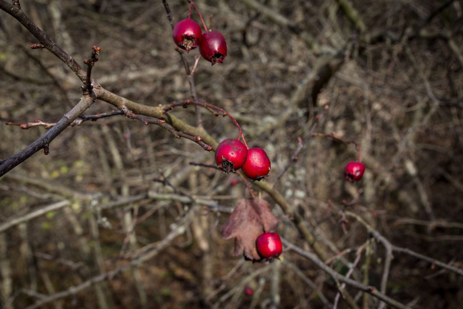 Canon EOS 600D (Rebel EOS T3i / EOS Kiss X5) sample photo. Autumn colours, autumn mood photography
