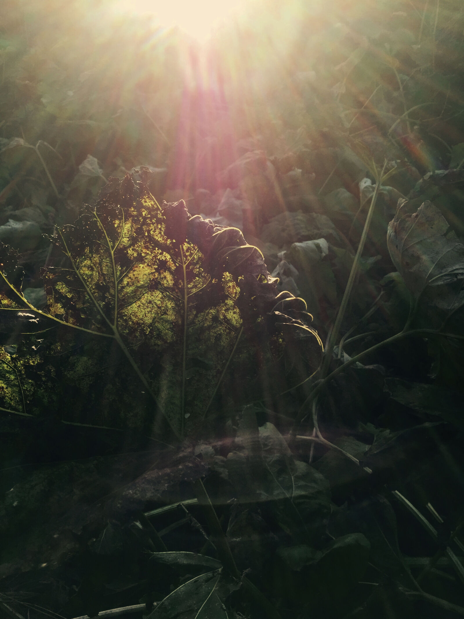 iPhone 6 back camera 4.15mm f/2.2 sample photo. Lens, flare, plant, plantlife photography