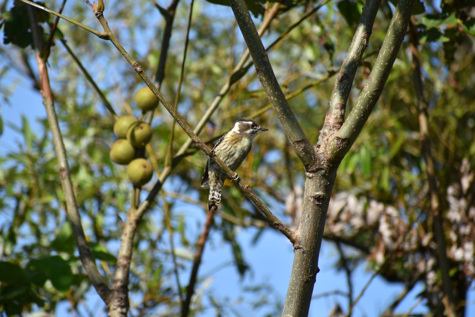 Nikon D7200 sample photo. Animal, forest, trees and photography
