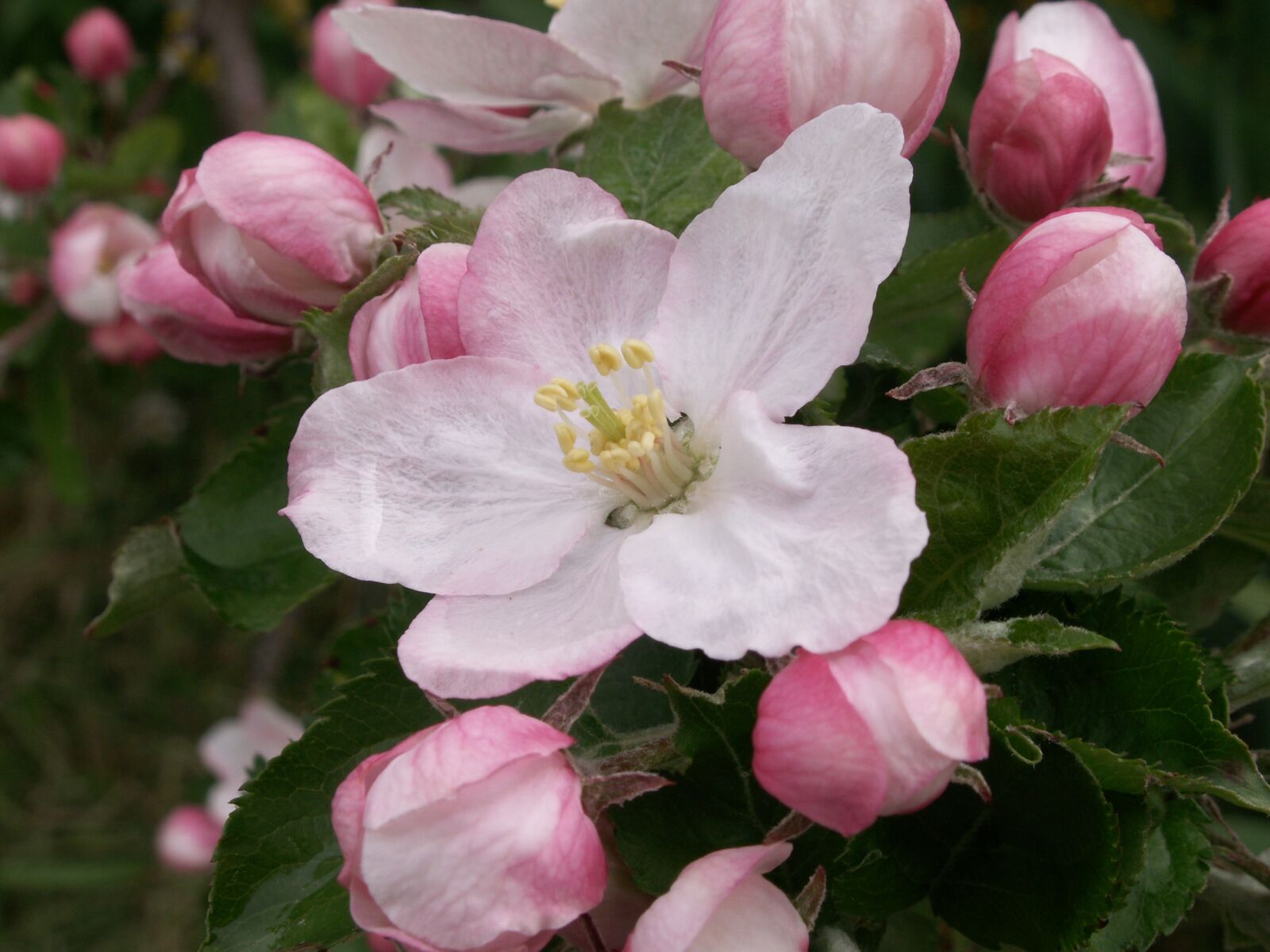 KONICA MINOLTA DiMAGE Z6 sample photo. Flower, apple, spring photography