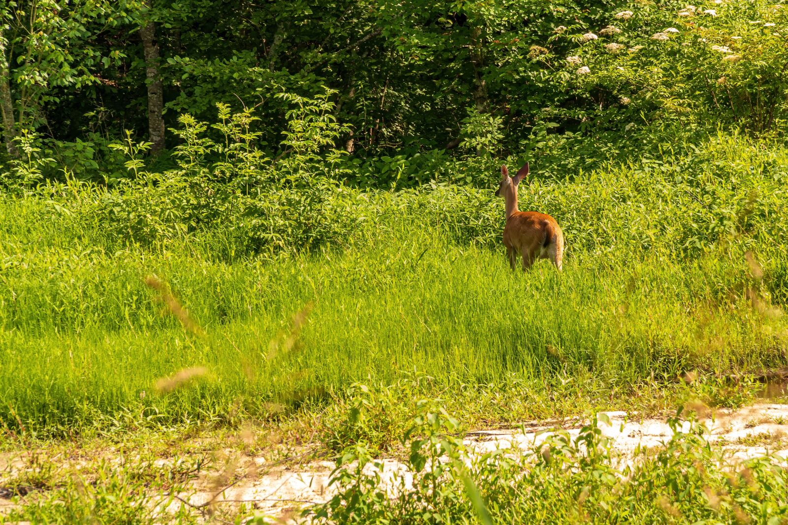 Sony E PZ 18-105mm F4 G OSS sample photo. Deer, whitetail deer, deer photography