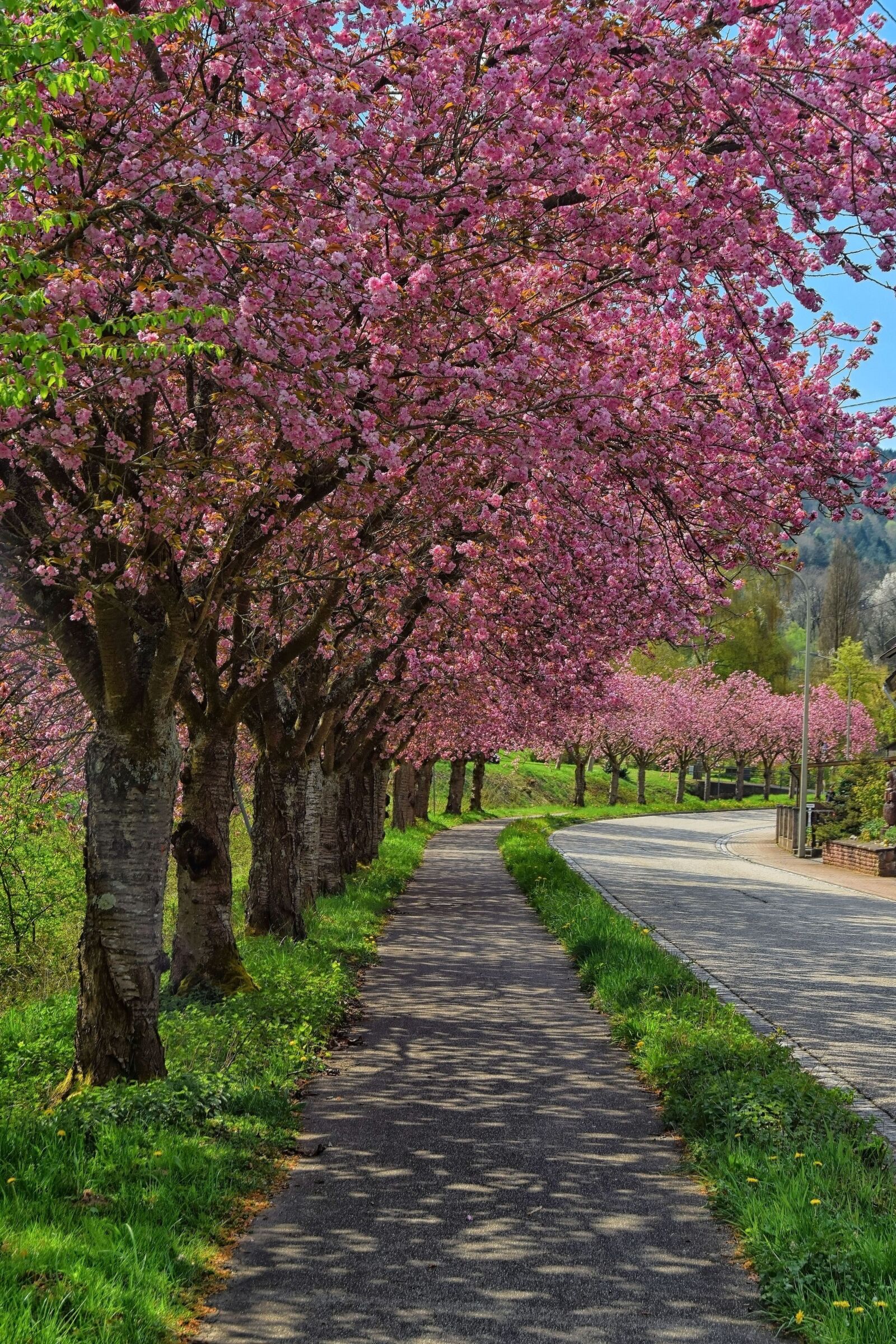 Nikon D5300 sample photo. Cherry blossom tree-lined avenue photography