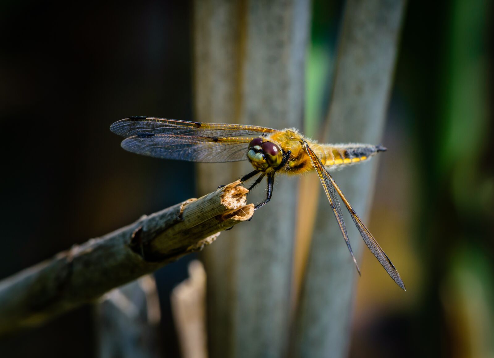 Nikon D7200 sample photo. Dragonfly, insect, nature photography