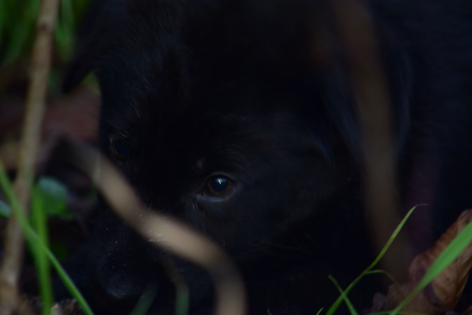 Nikon D3300 sample photo. Dog, ani, puppy photography