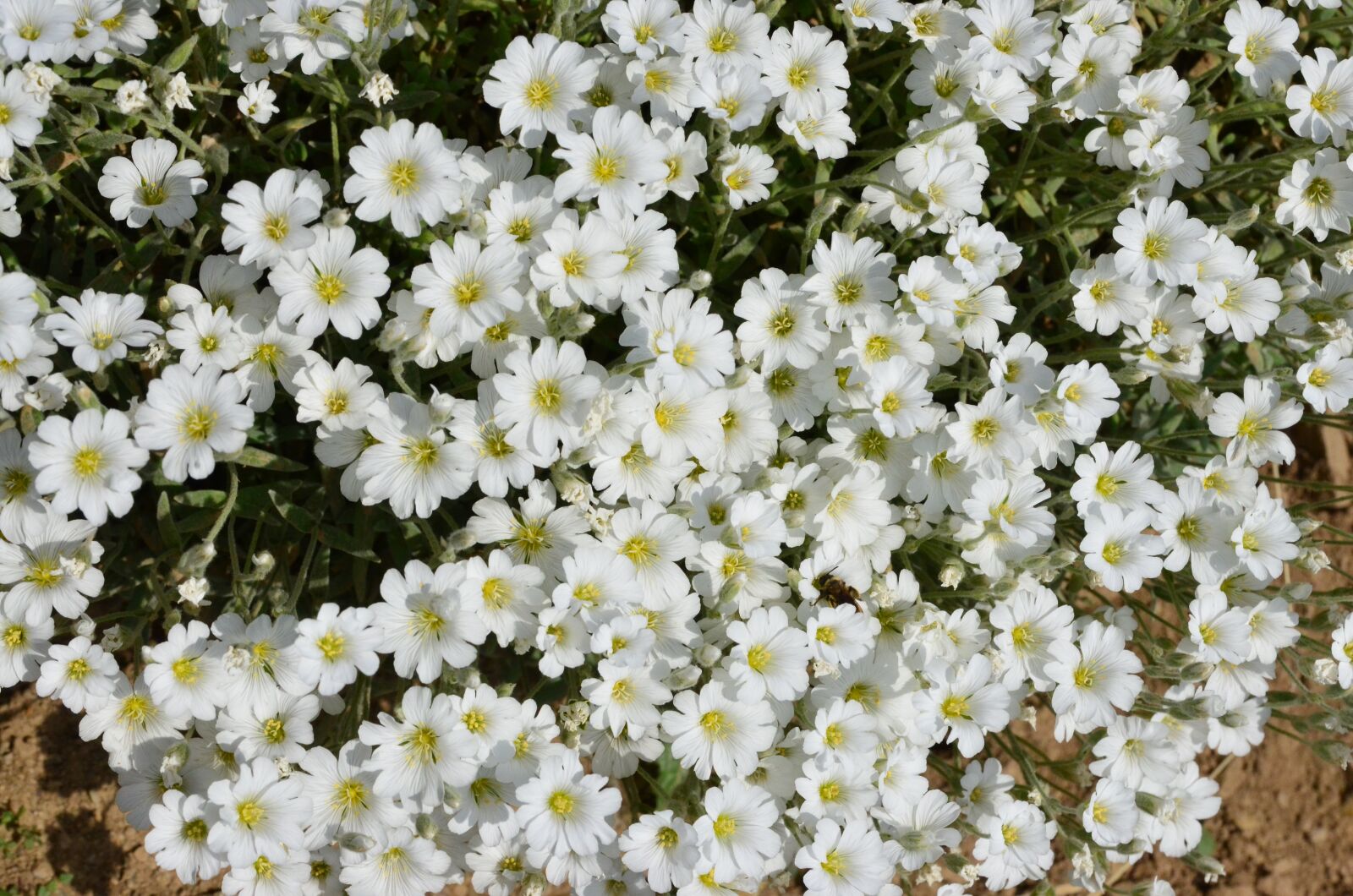 Nikon D5100 sample photo. Nature, flower, plant photography