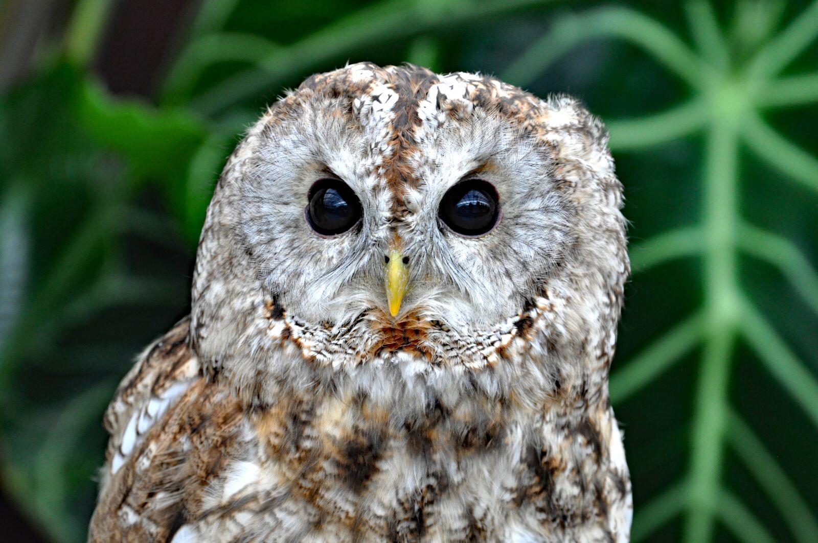 Nikon D90 sample photo. Owl, birds of prey photography