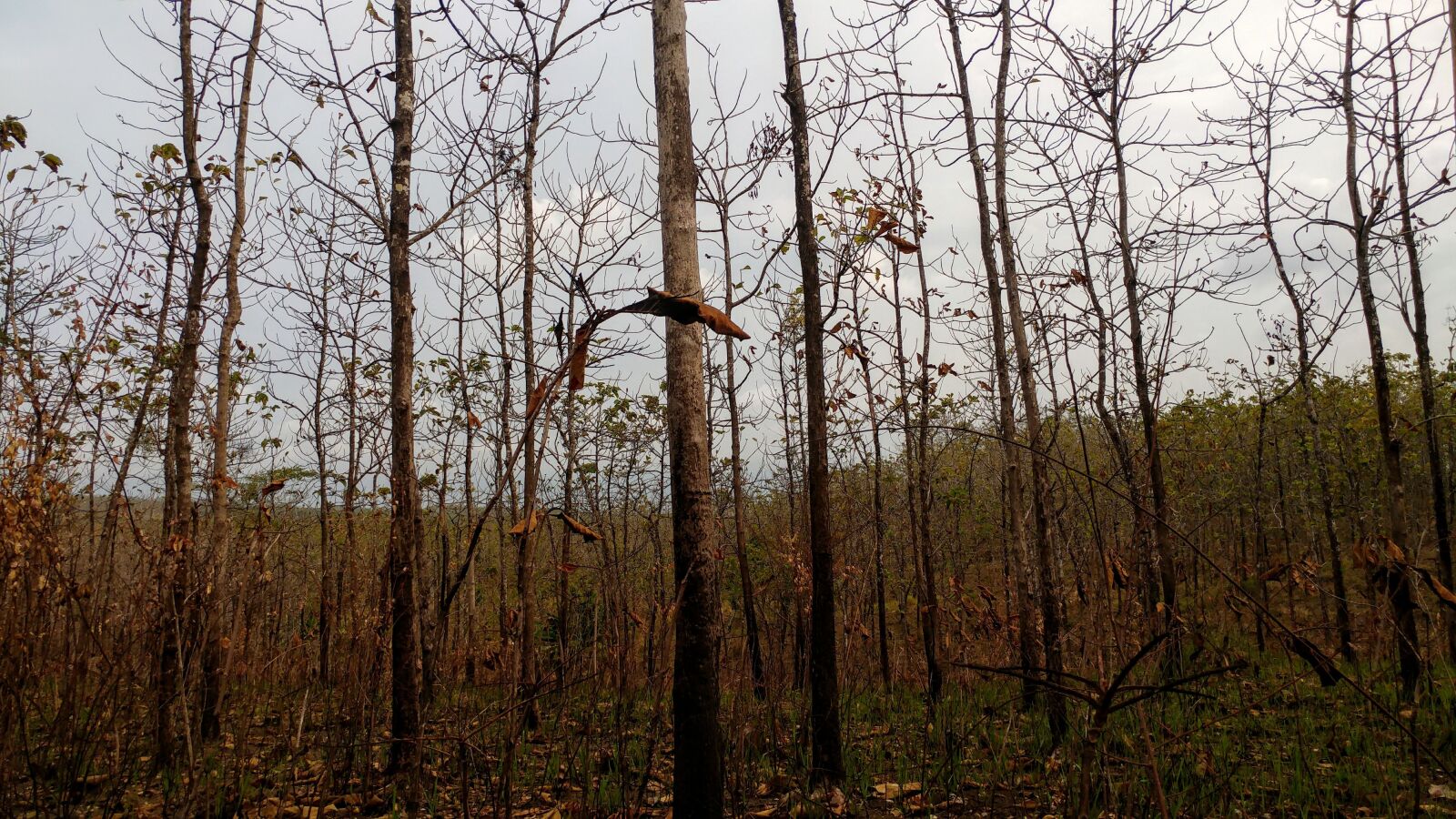 LG G5 sample photo. Dry forest, burning forest photography