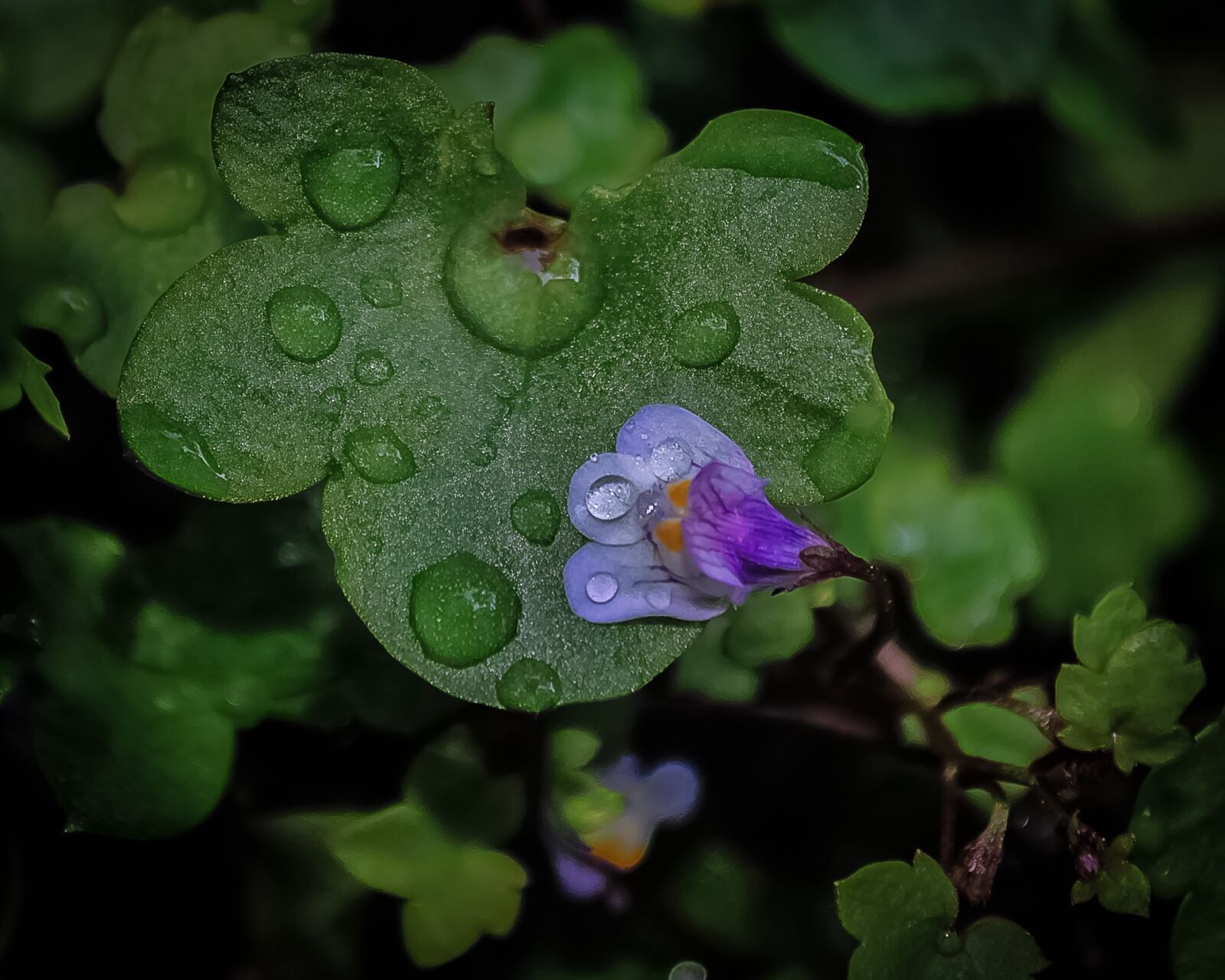 Nikon D5000 sample photo. Flower, blue, beautiful photography